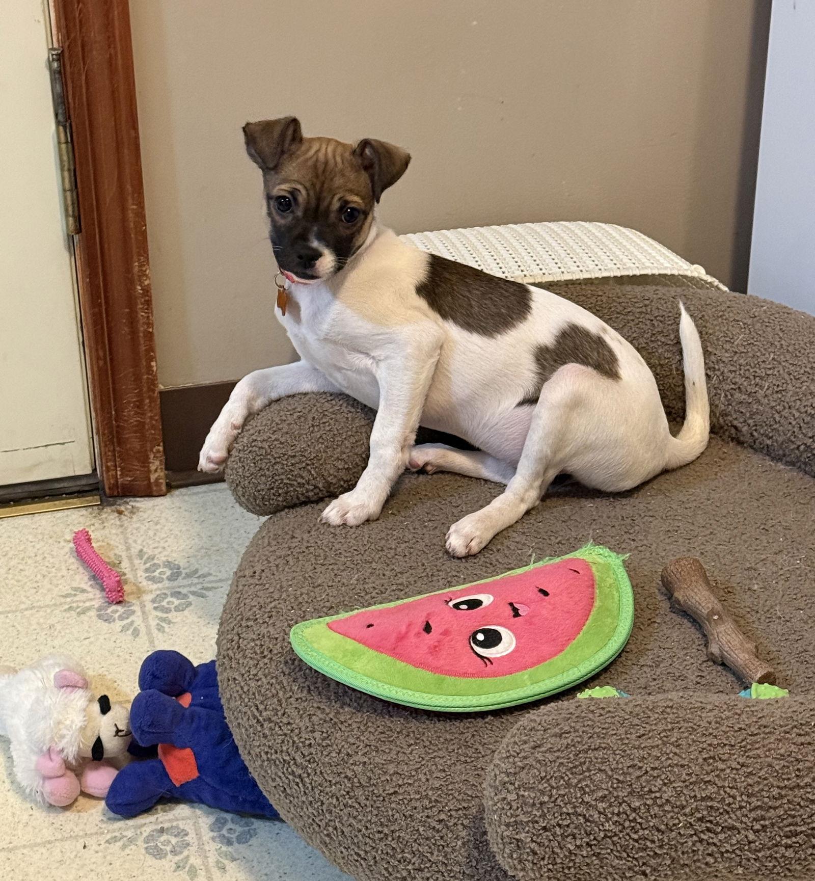 Enlarge Pumpkin, a Adoptable Chihuahua in Springville, NY image 1/3