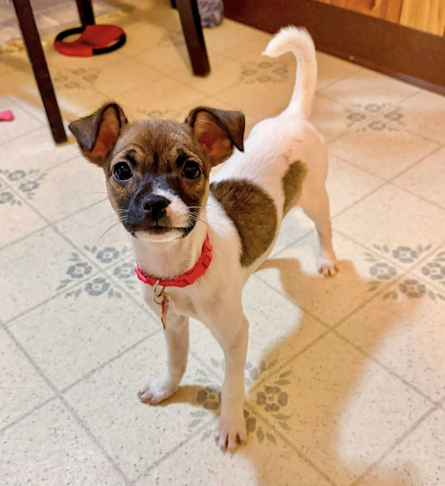 Pumpkin, Adoptable, Puppy Female Chihuahua.