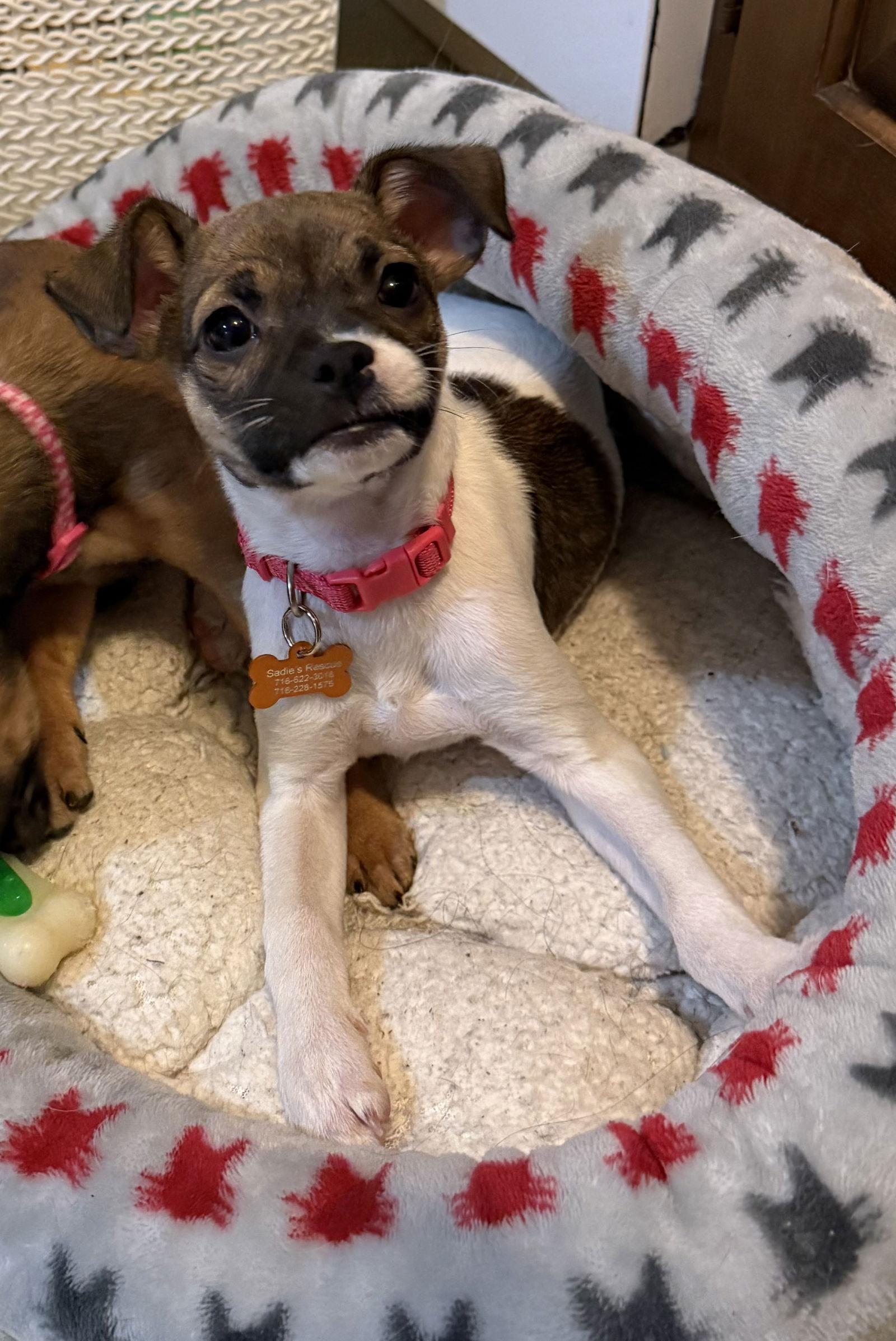Enlarge Pumpkin, a Adoptable Chihuahua in Springville, NY image 3/3