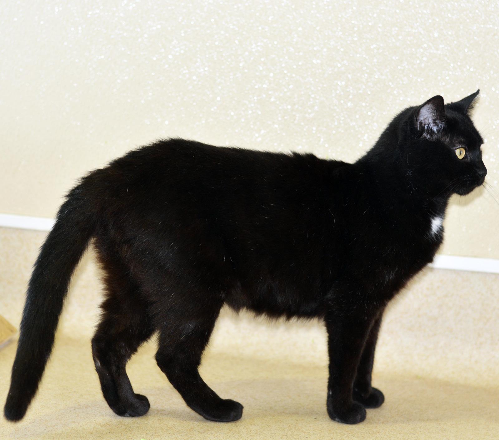 Enlarge GABBY - MY ADOPTION FEE IS HALF PRICE IN JUNE, a ADOPTABLE Domestic Short Hair in San Clemente, CA image 2/2