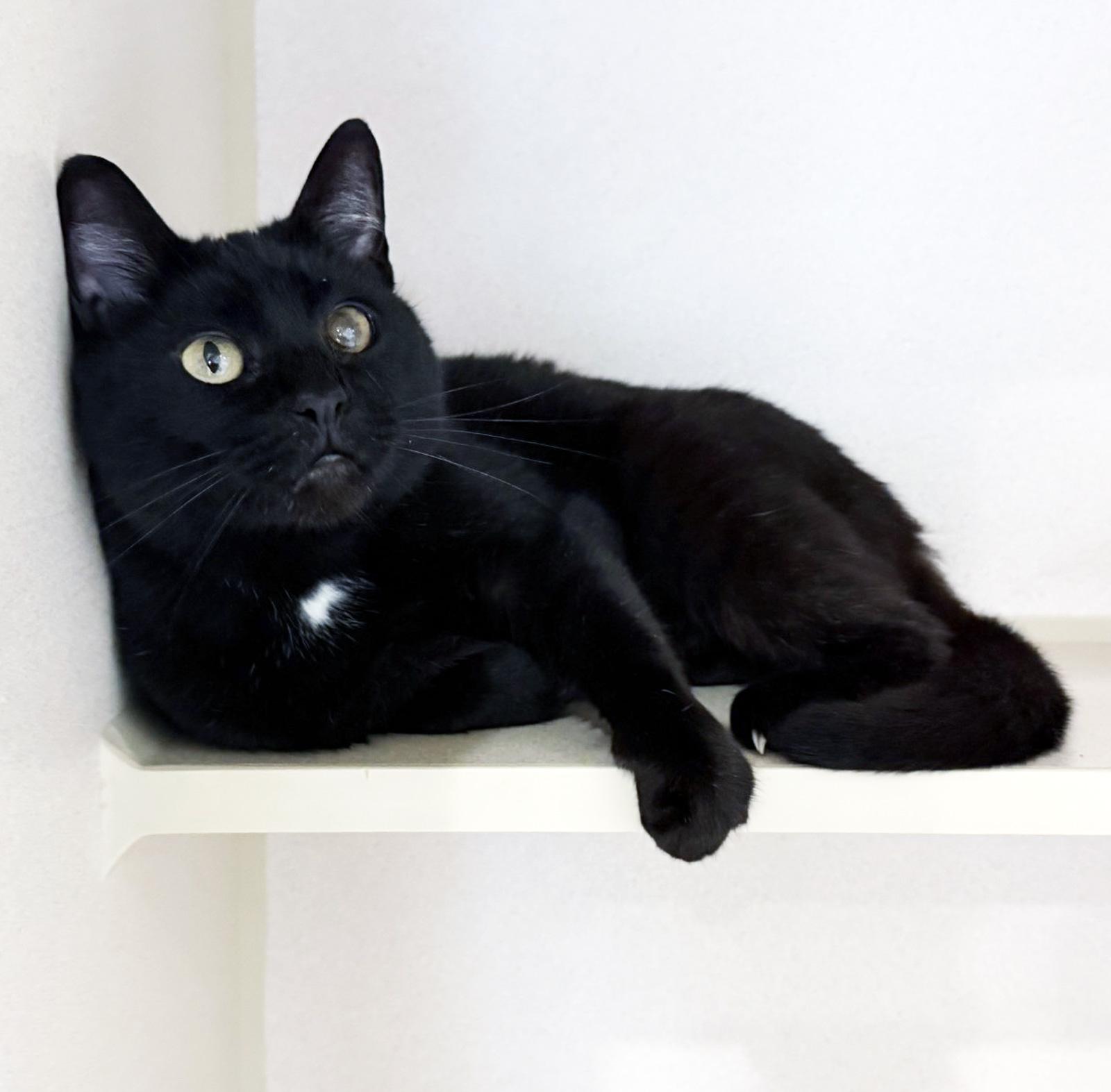 Enlarge GABBY - MY ADOPTION FEE IS HALF PRICE IN JUNE, a ADOPTABLE Domestic Short Hair in San Clemente, CA image 1/2