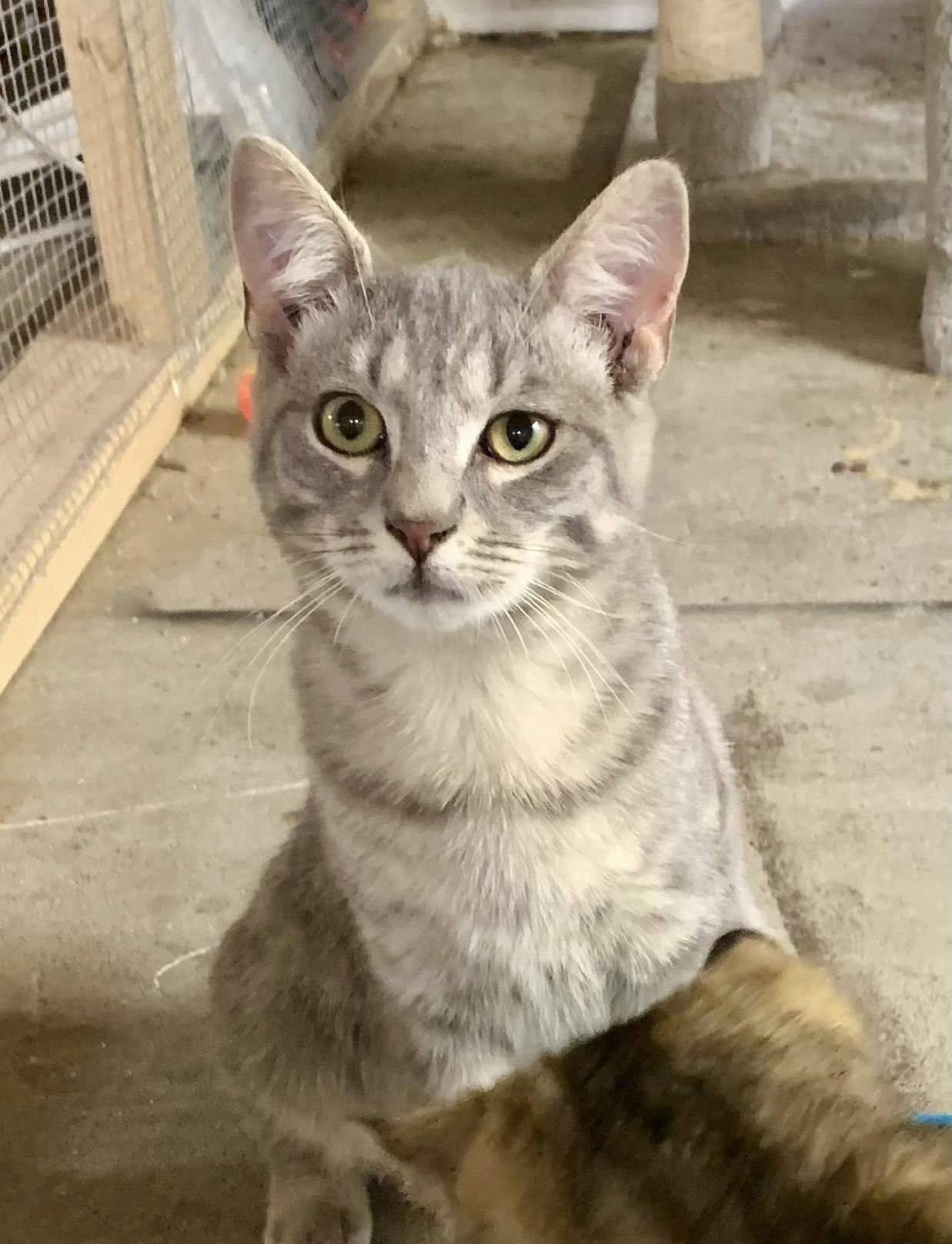 Tarzan, Adoptable, Young Male American Shorthair.