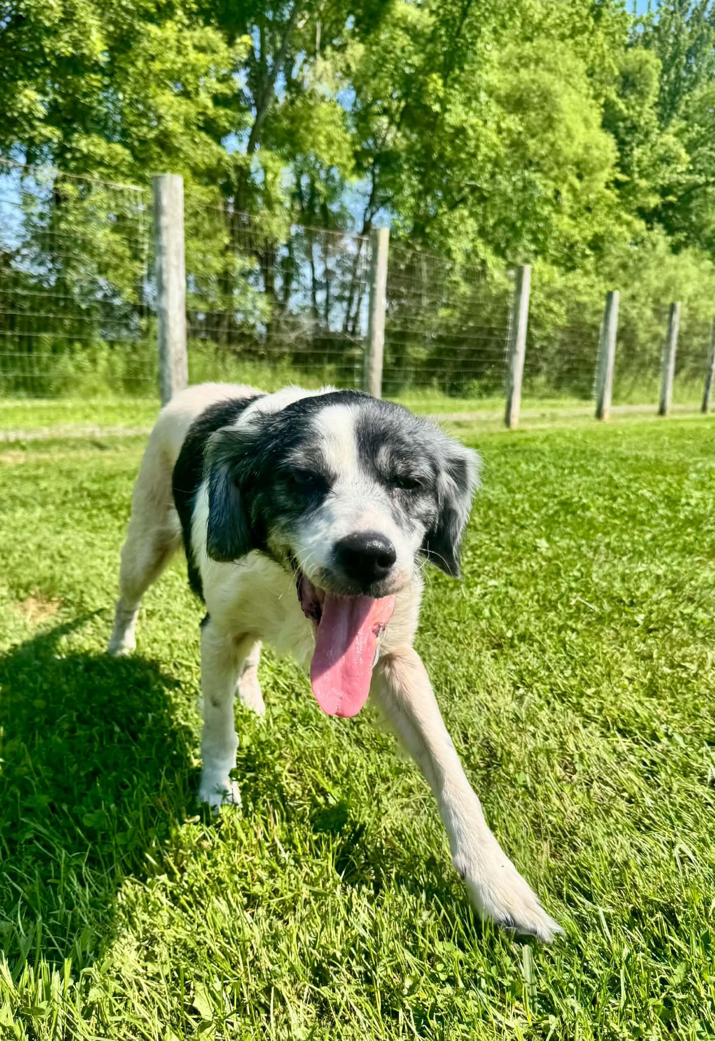 Enlarge Flo, a Adoptable mixed breed in Port Huron, MI image 2/6