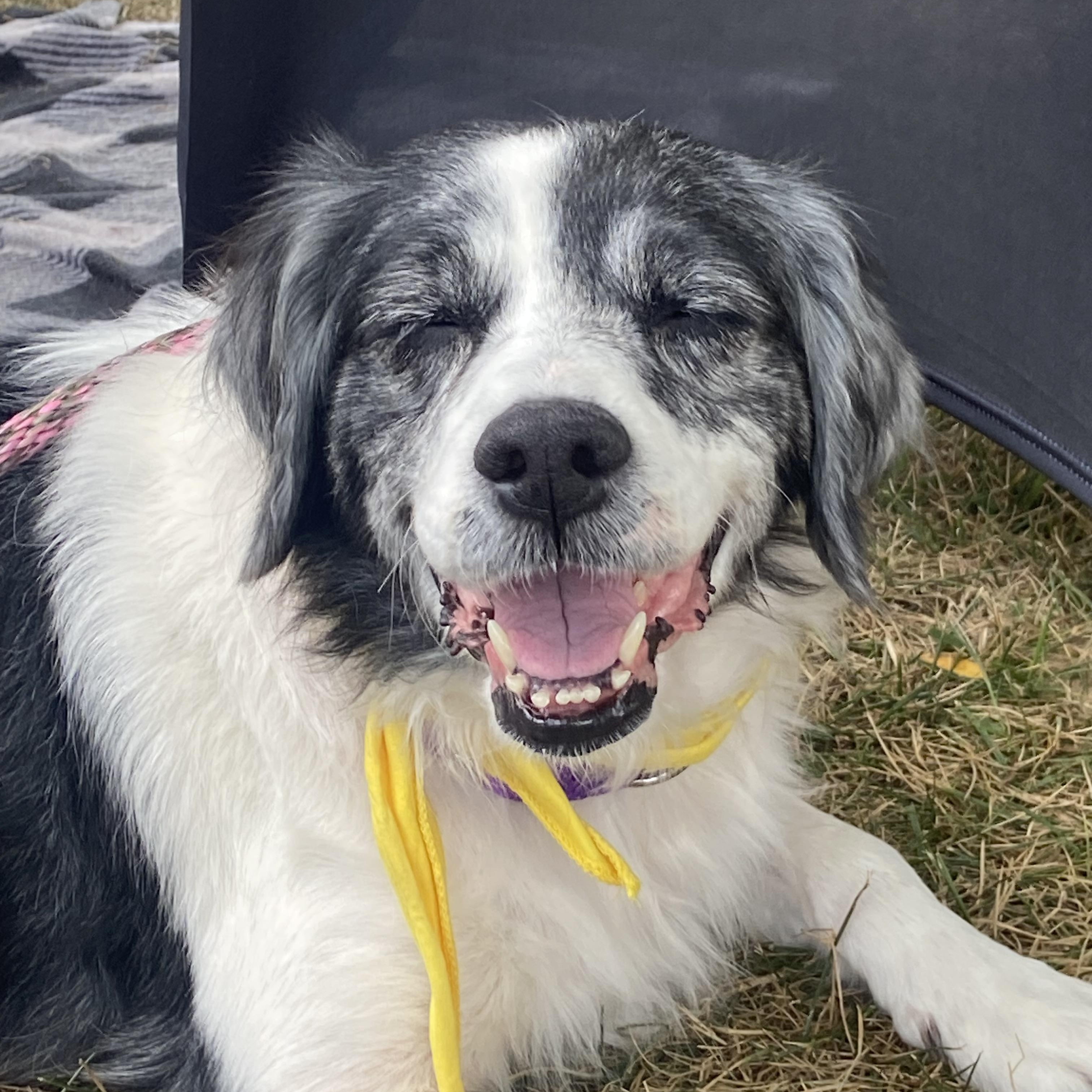Enlarge Flo, a Adoptable mixed breed in Port Huron, MI image 4/6