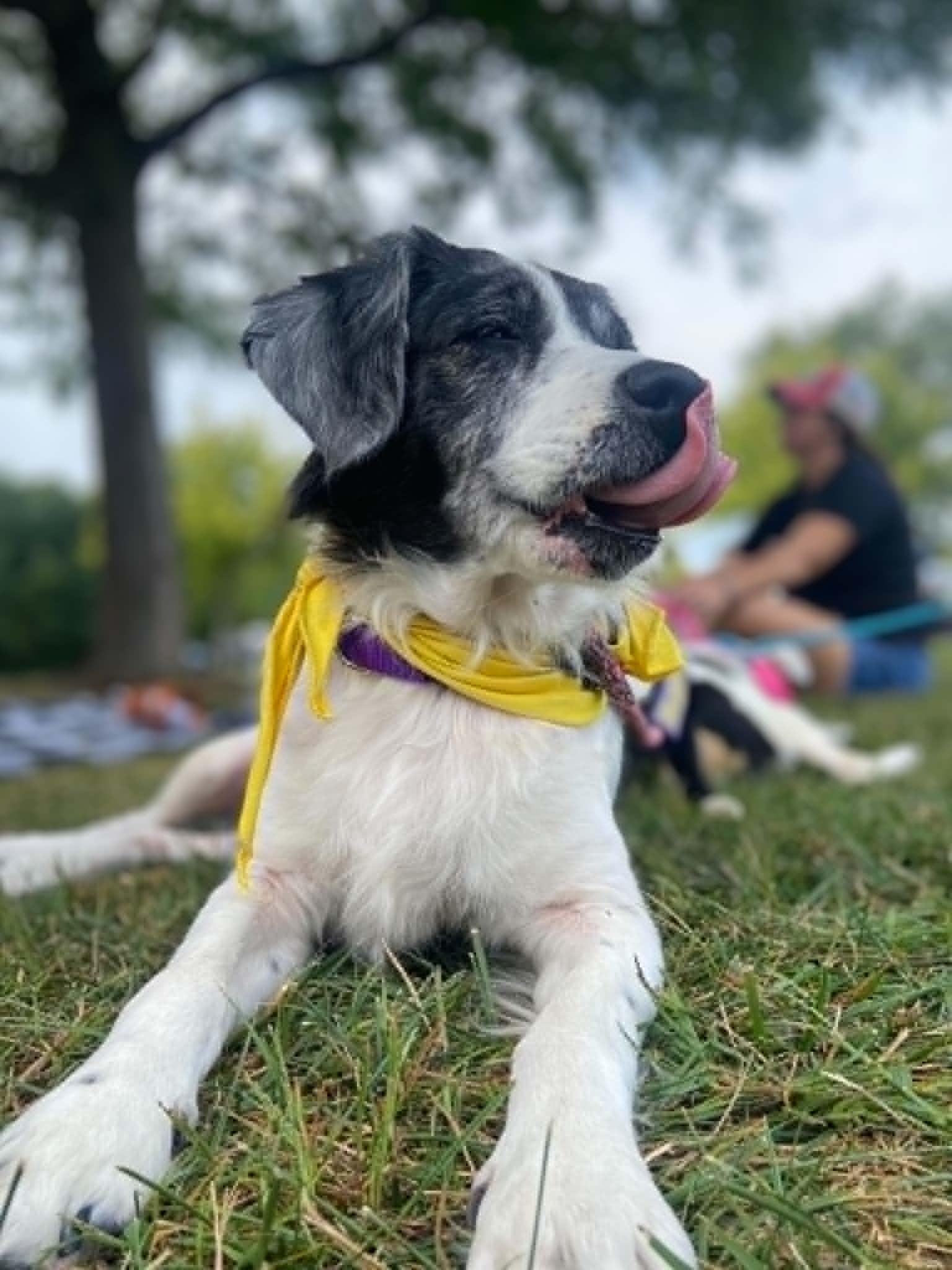 Enlarge Flo, a Adoptable mixed breed in Port Huron, MI image 5/6