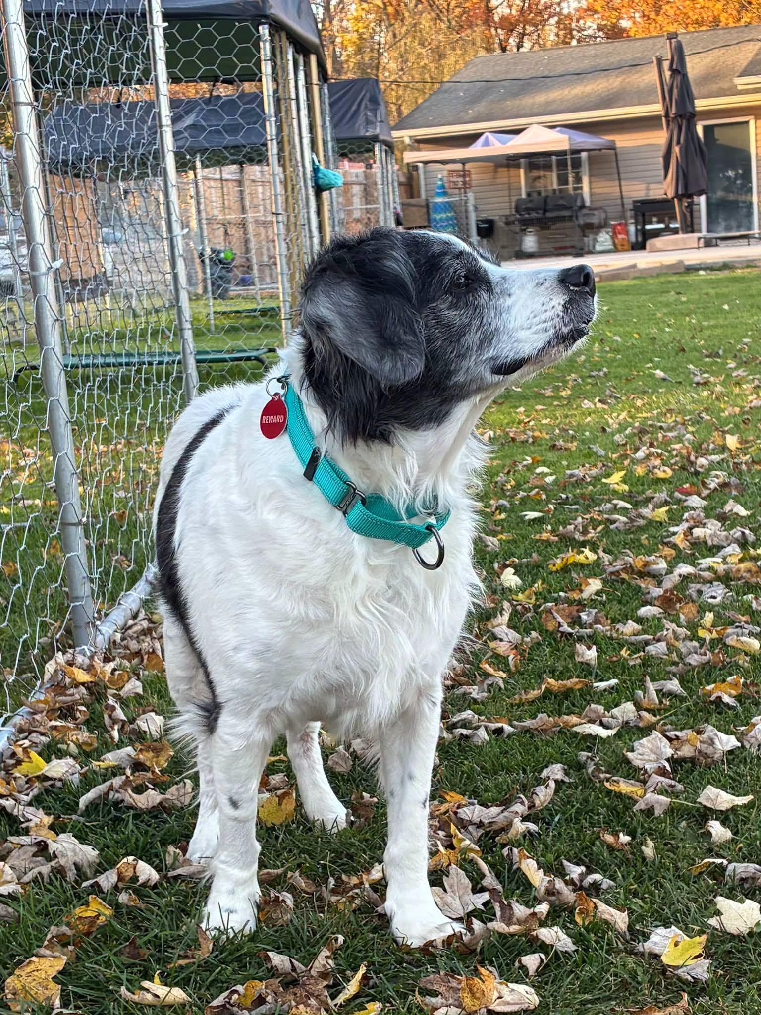 Enlarge Flo, a Adoptable mixed breed in Port Huron, MI image 6/6