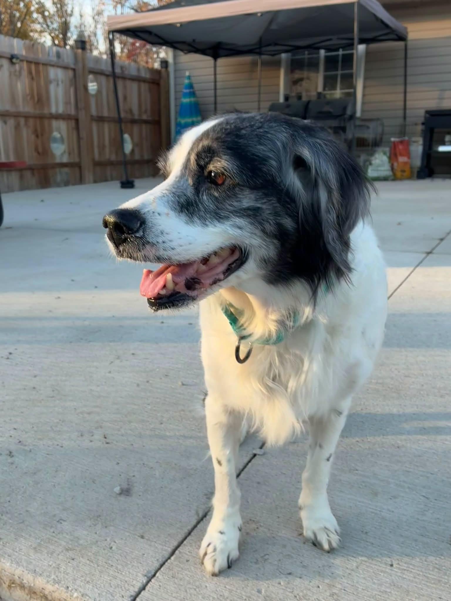 Flo, Adoptable, Adult Female English Springer Spaniel & Cocker Spaniel.
