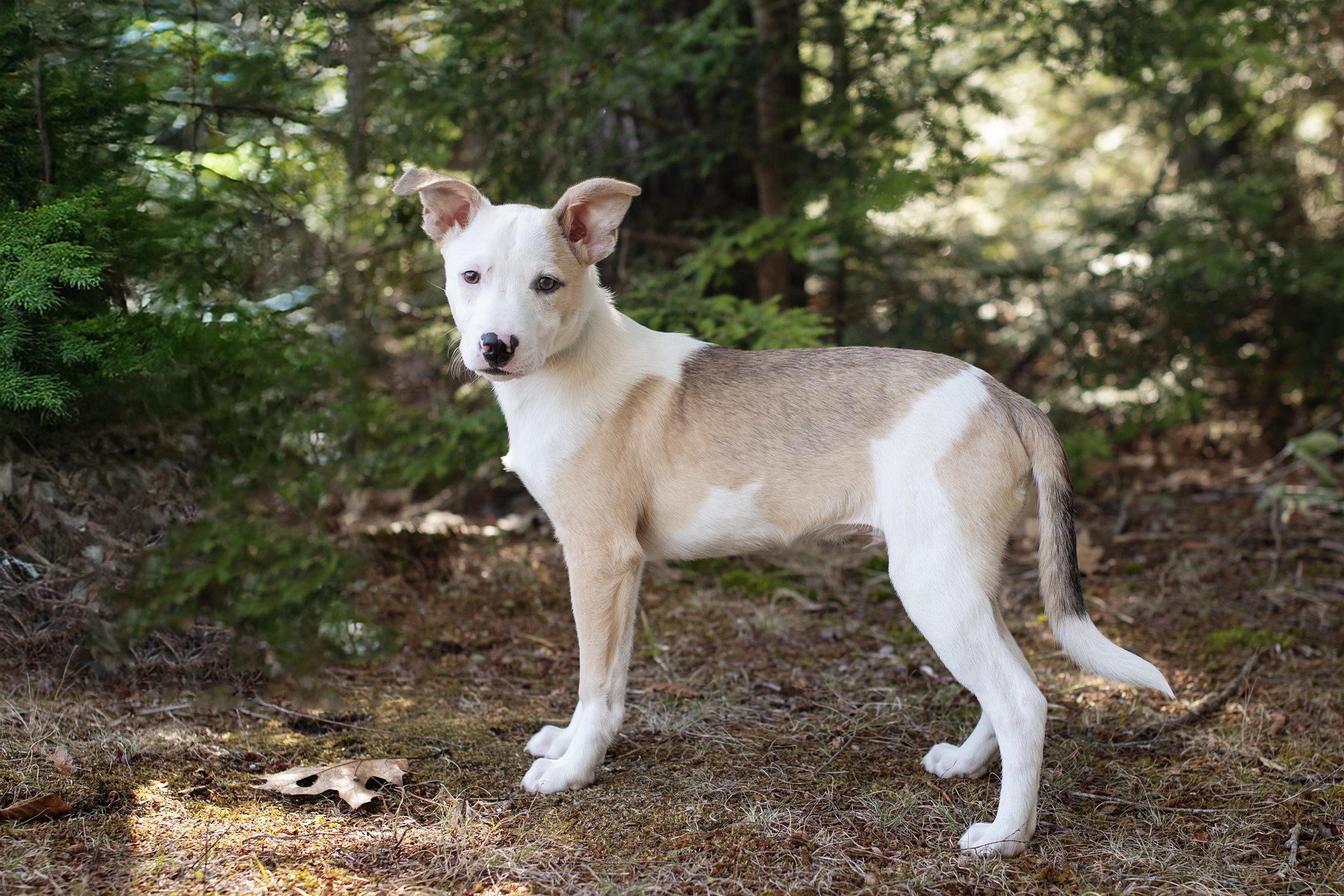 Enlarge Jake is in Maine!, a Adoptable mixed breed in Lewiston, ME image 6/6