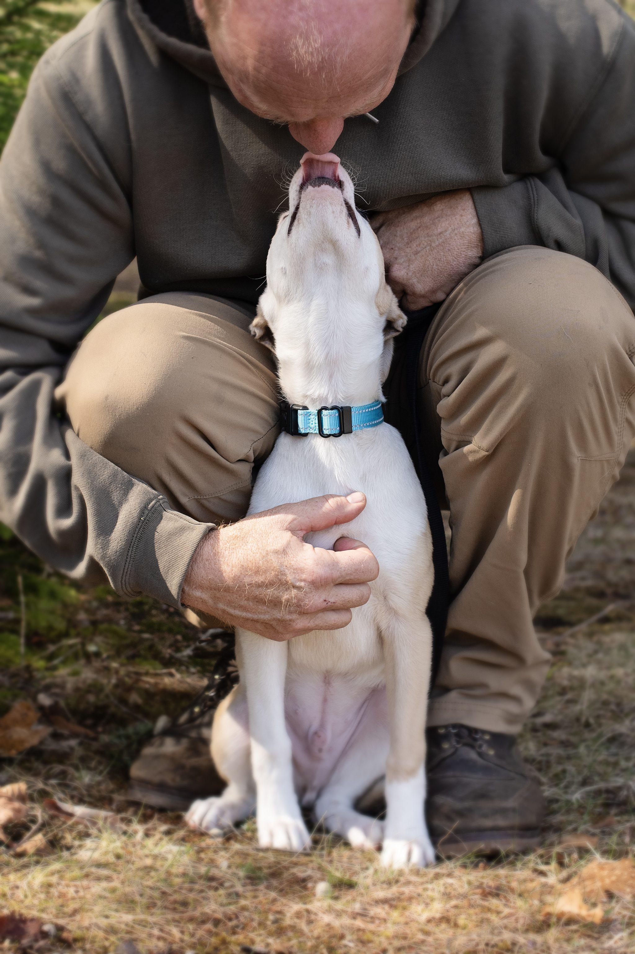 Enlarge Jake is in Maine!, a Adoptable mixed breed in Lewiston, ME image 5/6