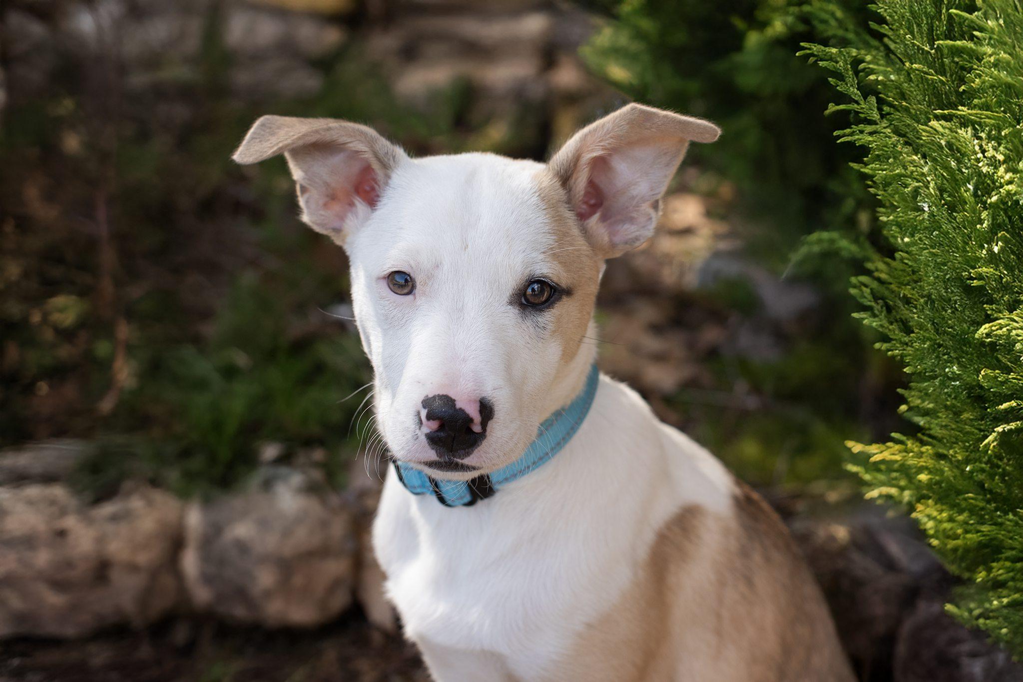 Enlarge Jake is in Maine!, a Adoptable mixed breed in Lewiston, ME image 1/6
