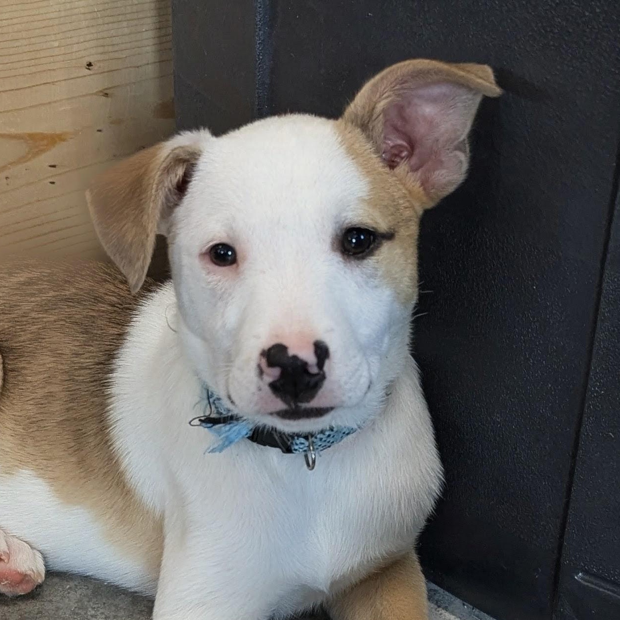 Jake, Adoptable, Puppy Male Mixed Breed & Border Collie.
