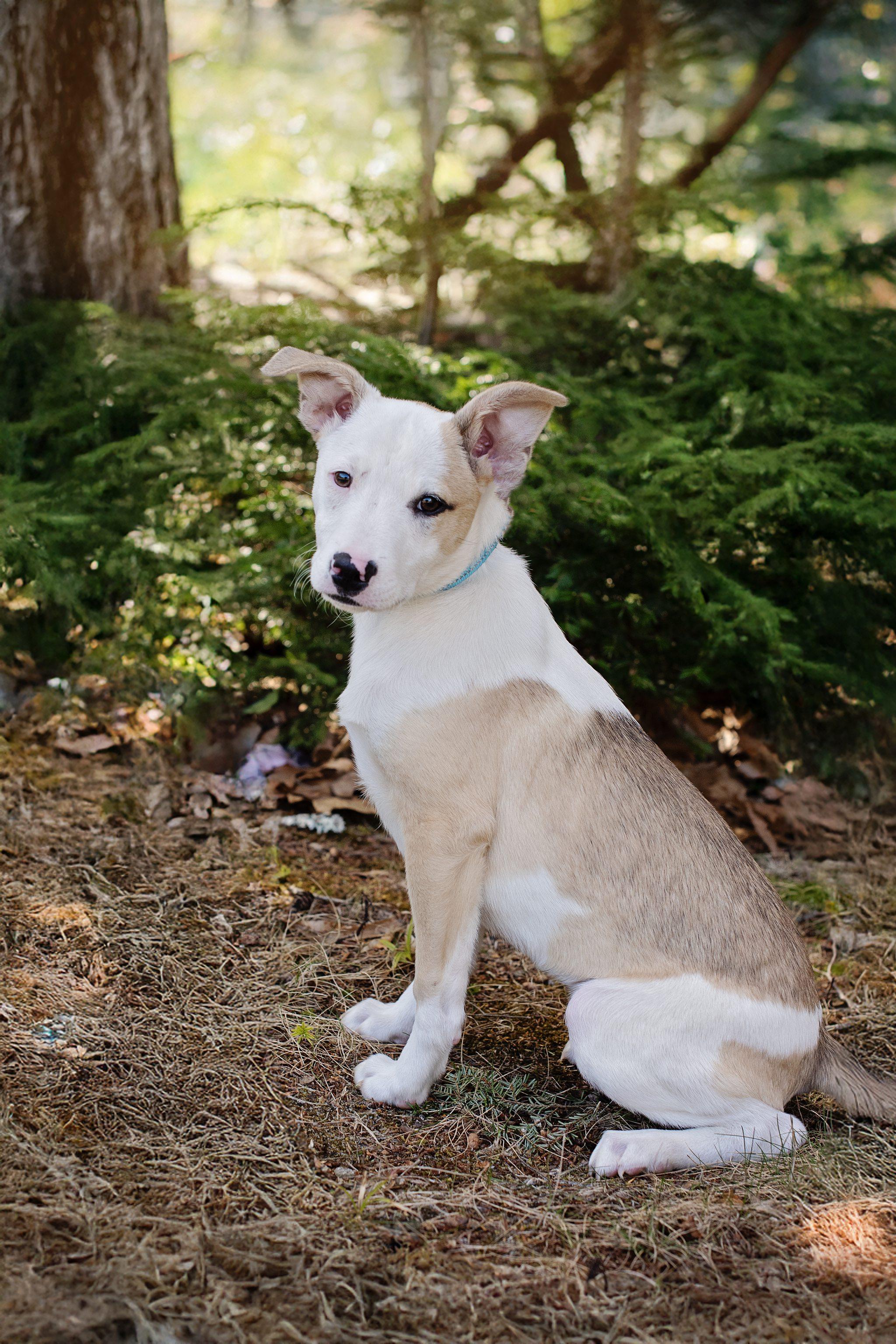Enlarge Jake is in Maine!, a Adoptable mixed breed in Lewiston, ME image 4/6