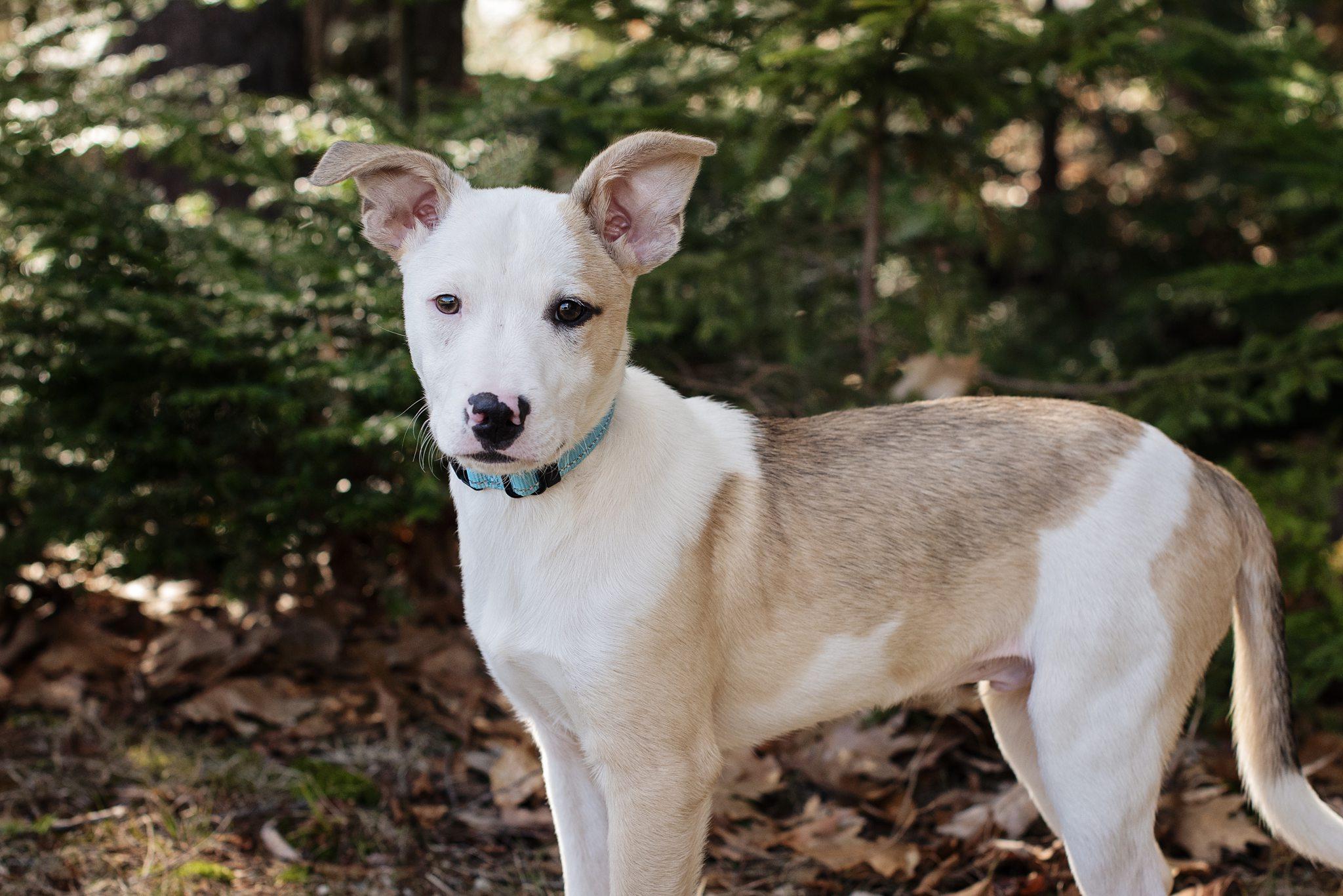 Enlarge Jake is in Maine!, a Adoptable mixed breed in Lewiston, ME image 2/6