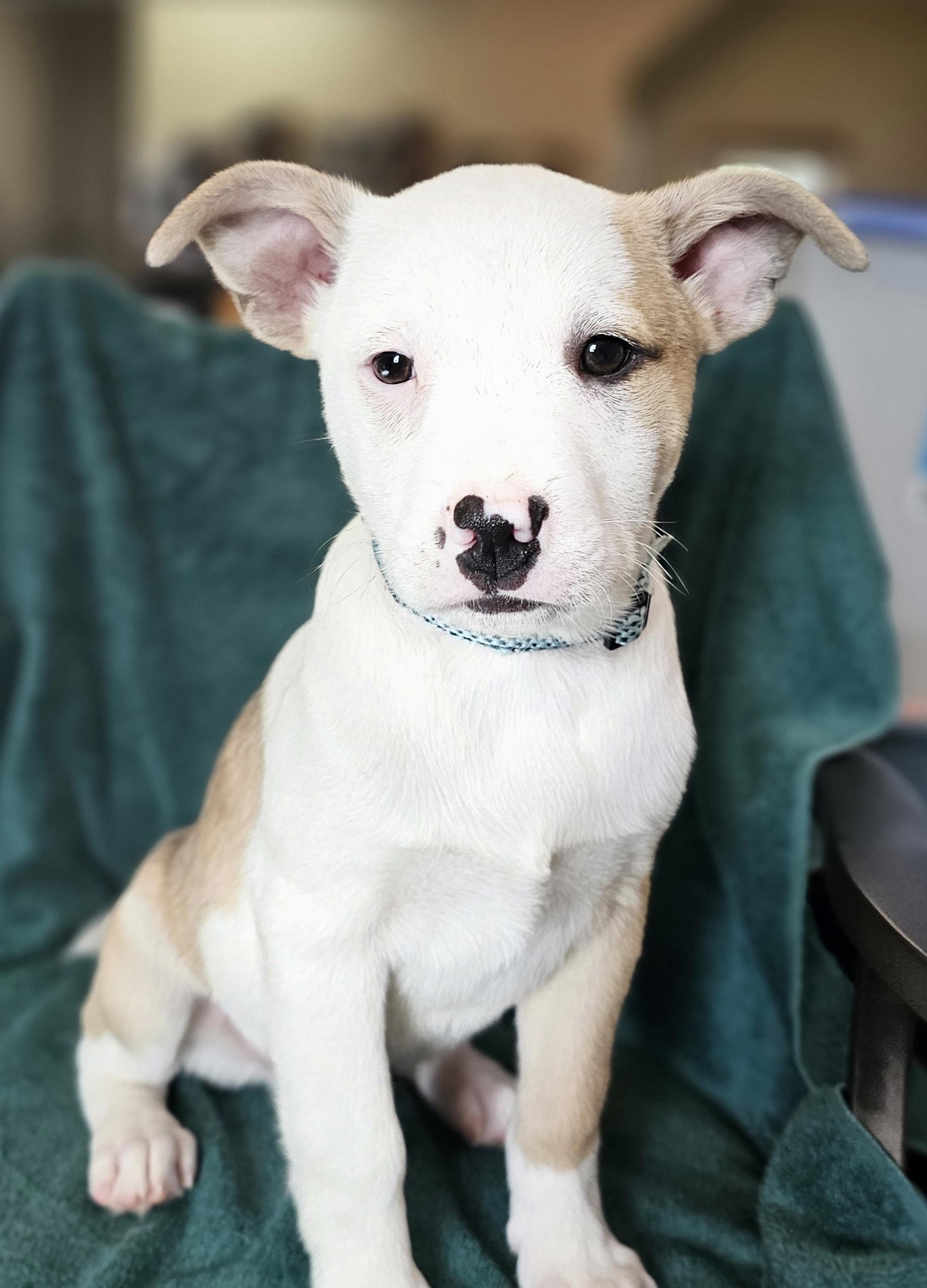 Enlarge Jake, a Adoptable mixed breed in South Portland, ME image 2/2