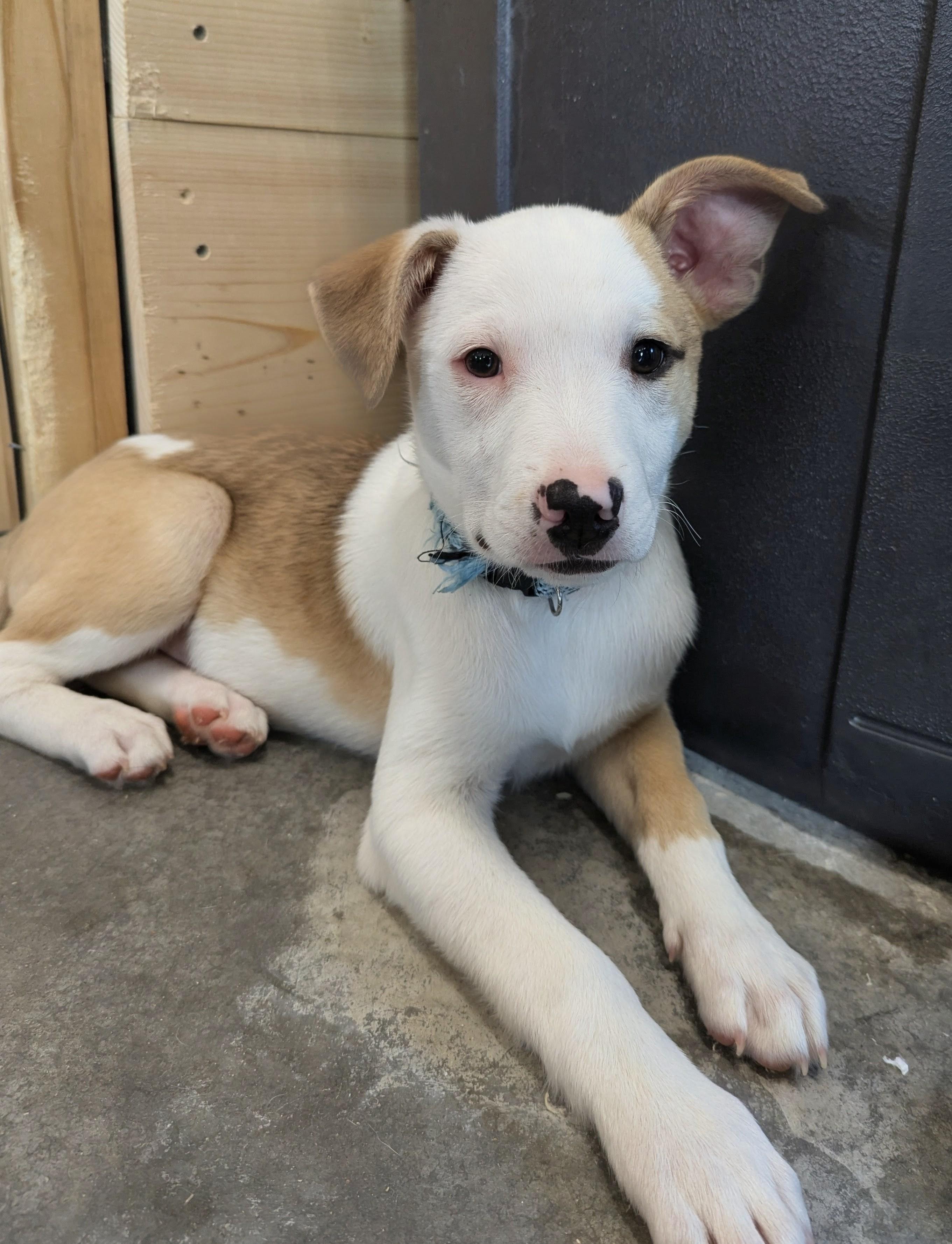 Enlarge Jake, a Adoptable mixed breed in South Portland, ME image 2/4
