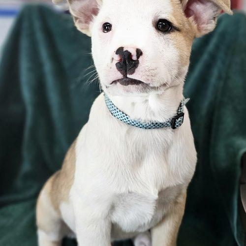 Jake, Adoptable, Puppy Male Mixed Breed & Border Collie.