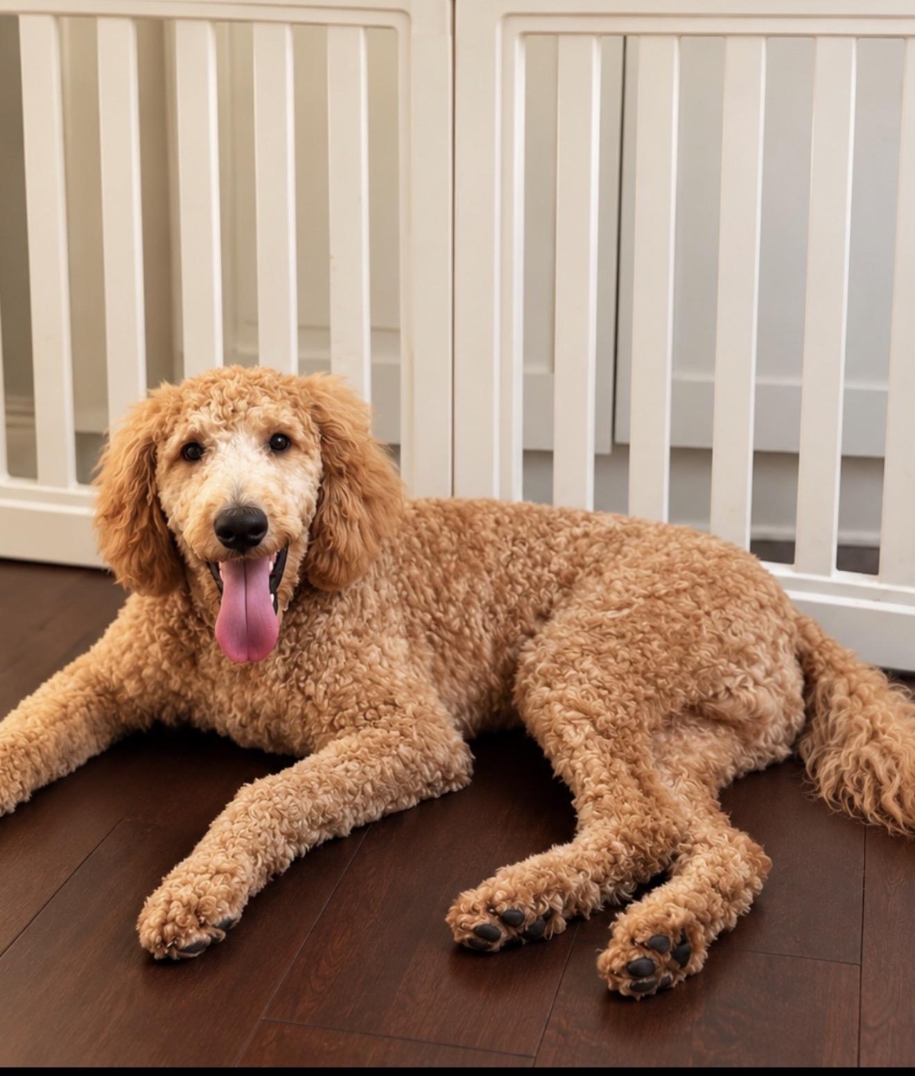 Enlarge Benji, a Adopted Goldendoodle in Lawrenceville, GA image 1/1