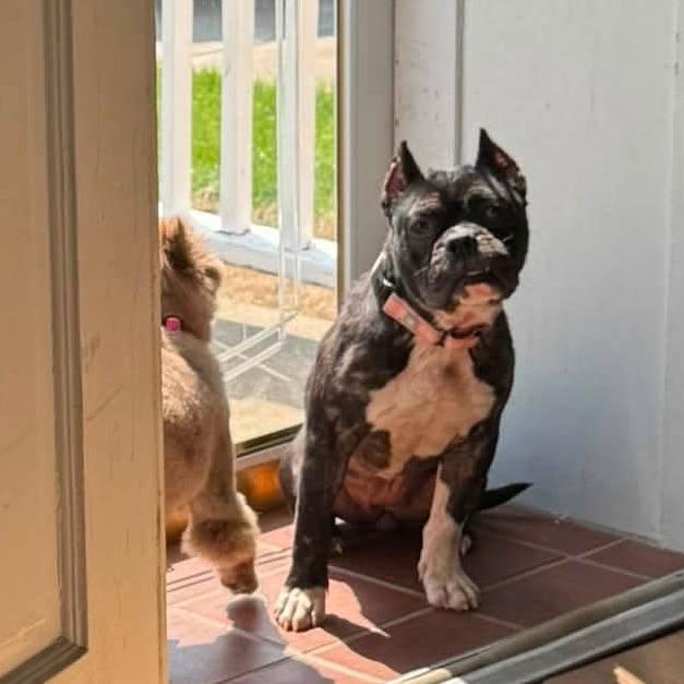 Charlee, Adoptable, Adult Female English Bulldog.