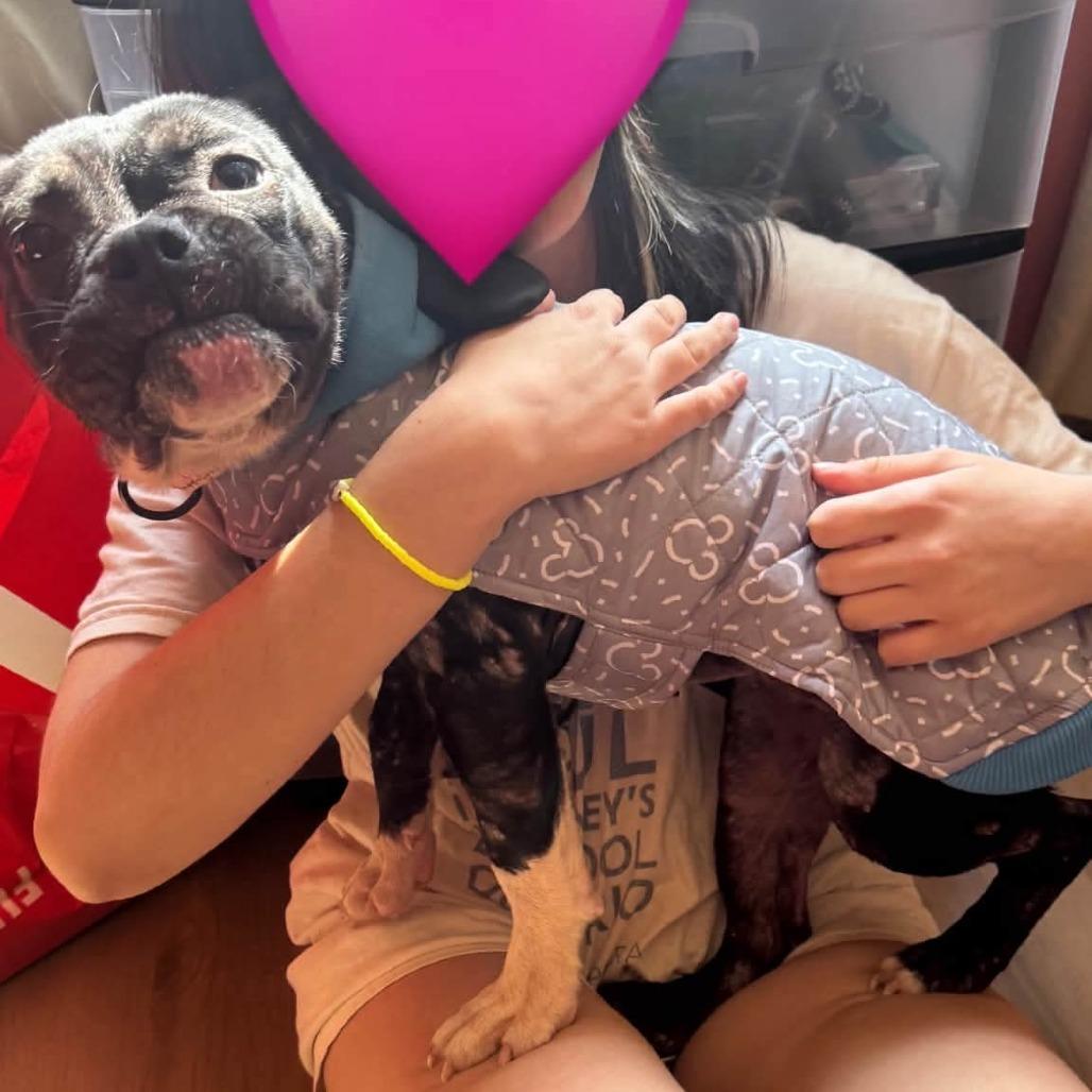 Enlarge Charlee, a Adoptable English Bulldog in Huber Heights, OH image 2/4