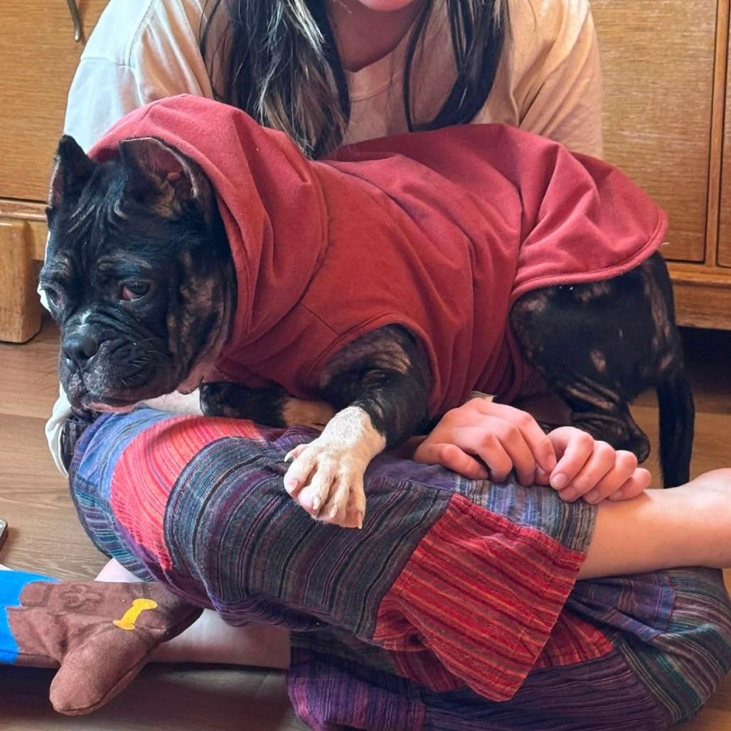 Enlarge Charlee, a Adoptable English Bulldog in Huber Heights, OH image 3/4