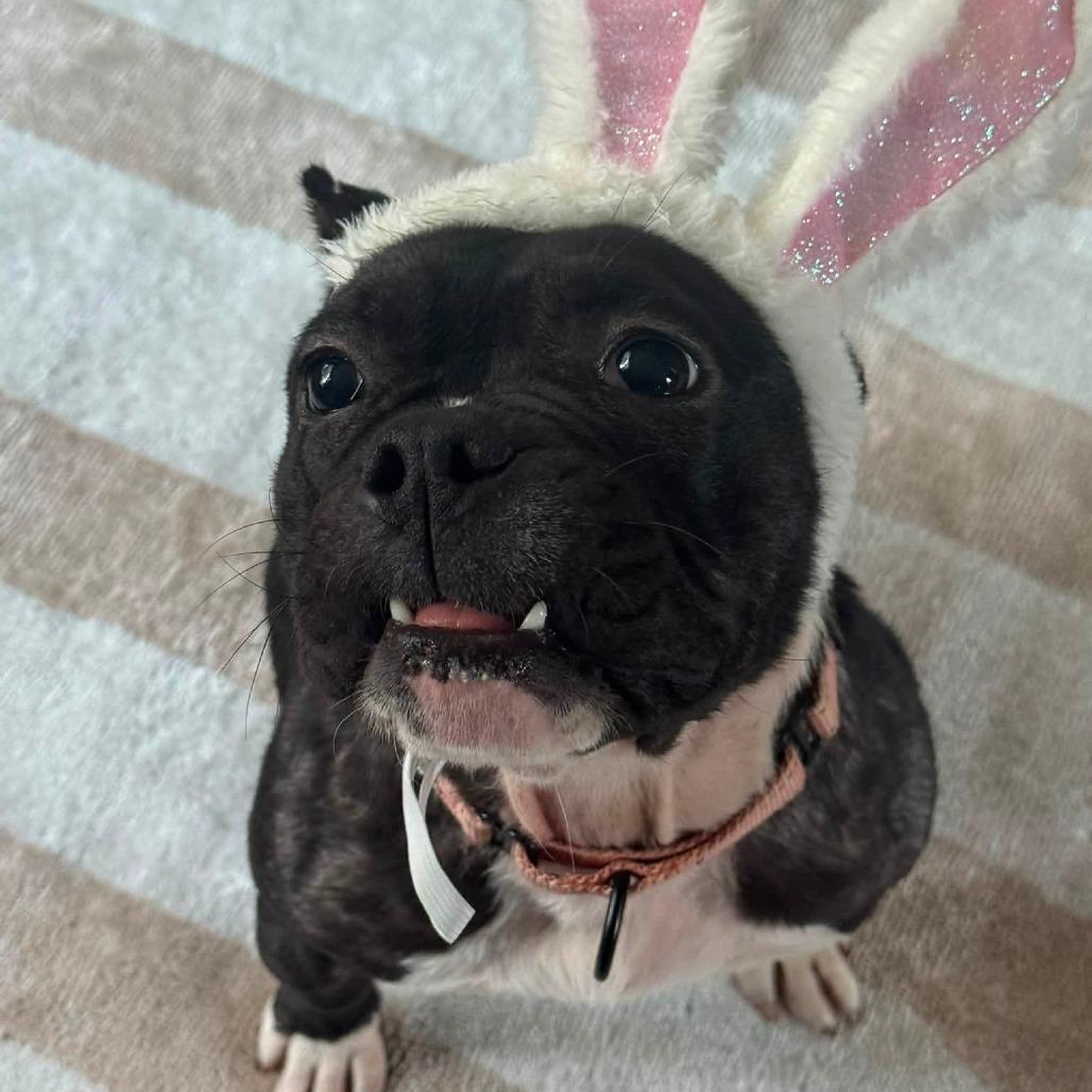 Enlarge Charlee, a Adoptable English Bulldog in Huber Heights, OH image 4/4