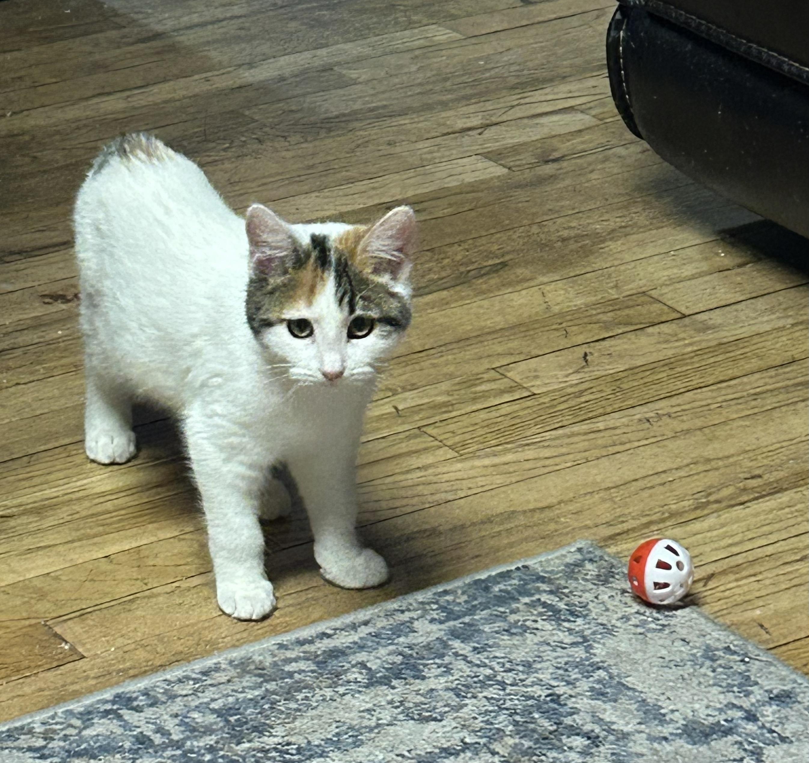 Enlarge Regan, a Adoptable mixed breed in Midvale, UT image 1/2