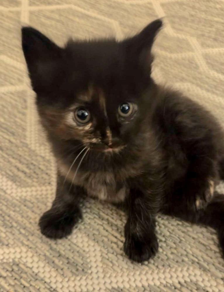 Enlarge Bali, a Adoptable Domestic Short Hair in Green Valley, AZ image 2/4