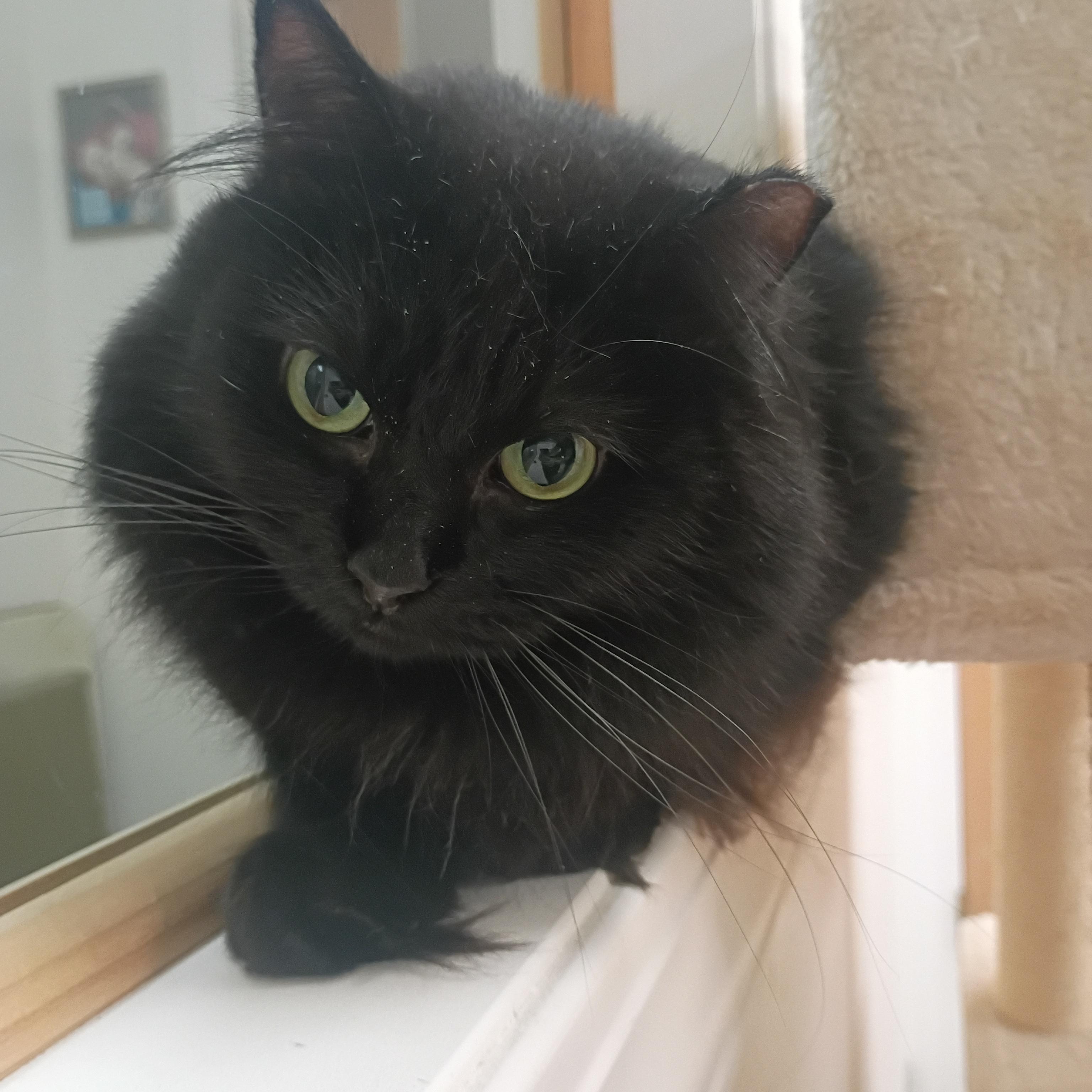 Frankie, a ADOPTABLE Domestic Long Hair in Pocatello, ID image 2/2