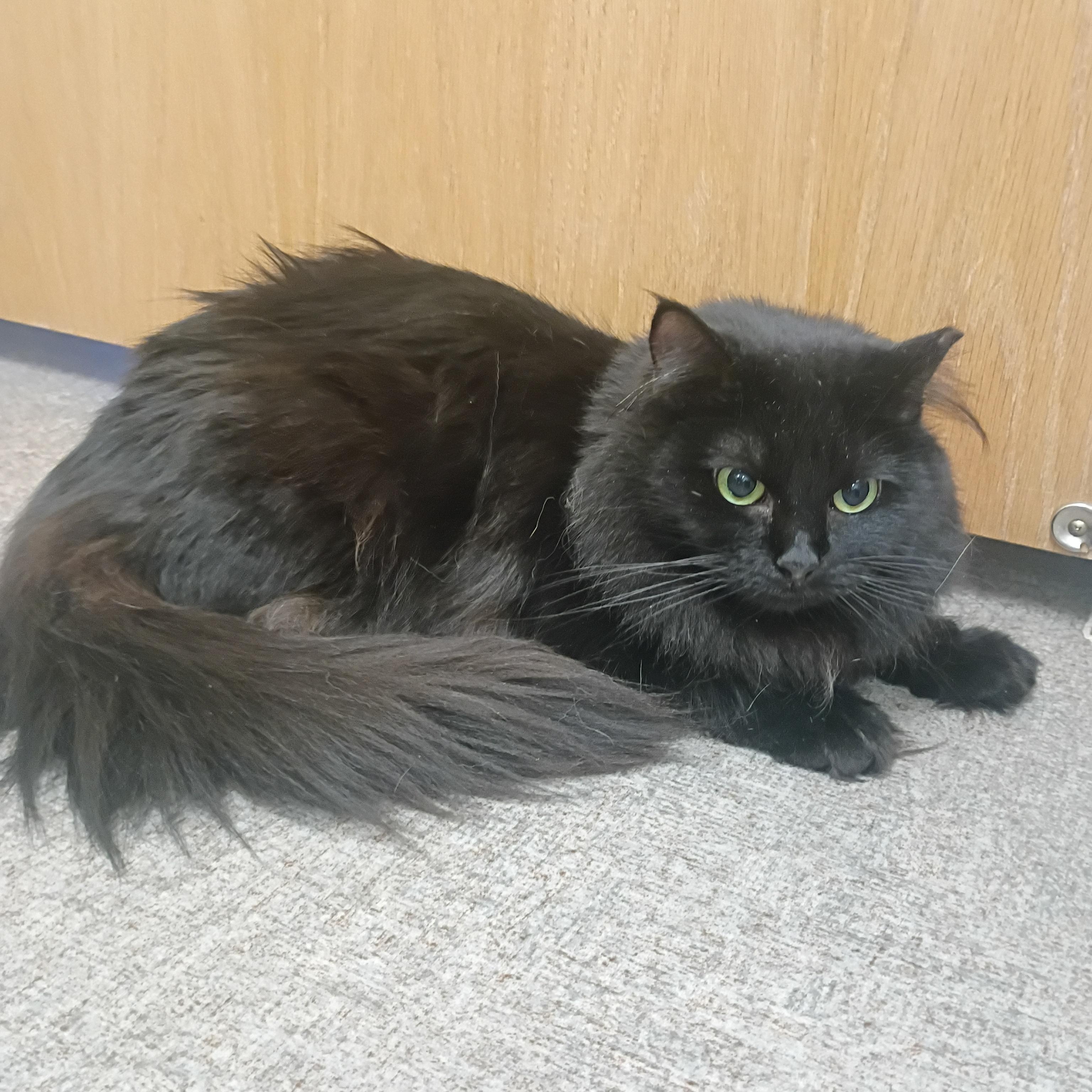 Frankie, a ADOPTABLE Domestic Long Hair in Pocatello, ID image 1/2