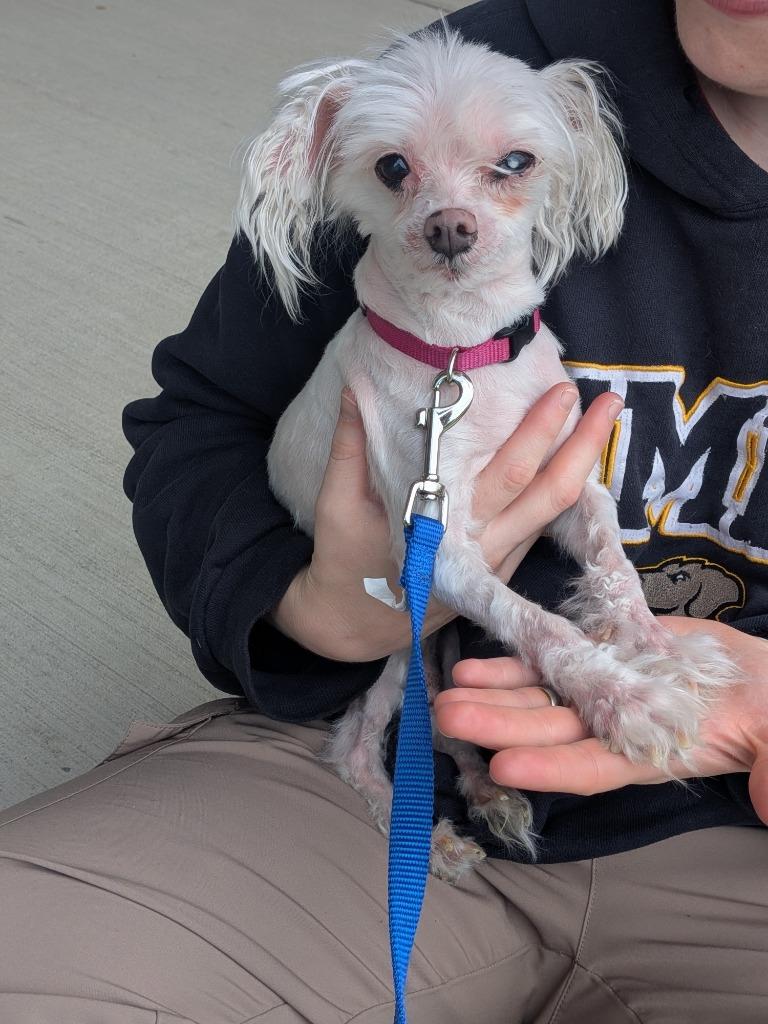 Maxwell, a Adoptable mixed breed in Hyde Park, NY image 3/3