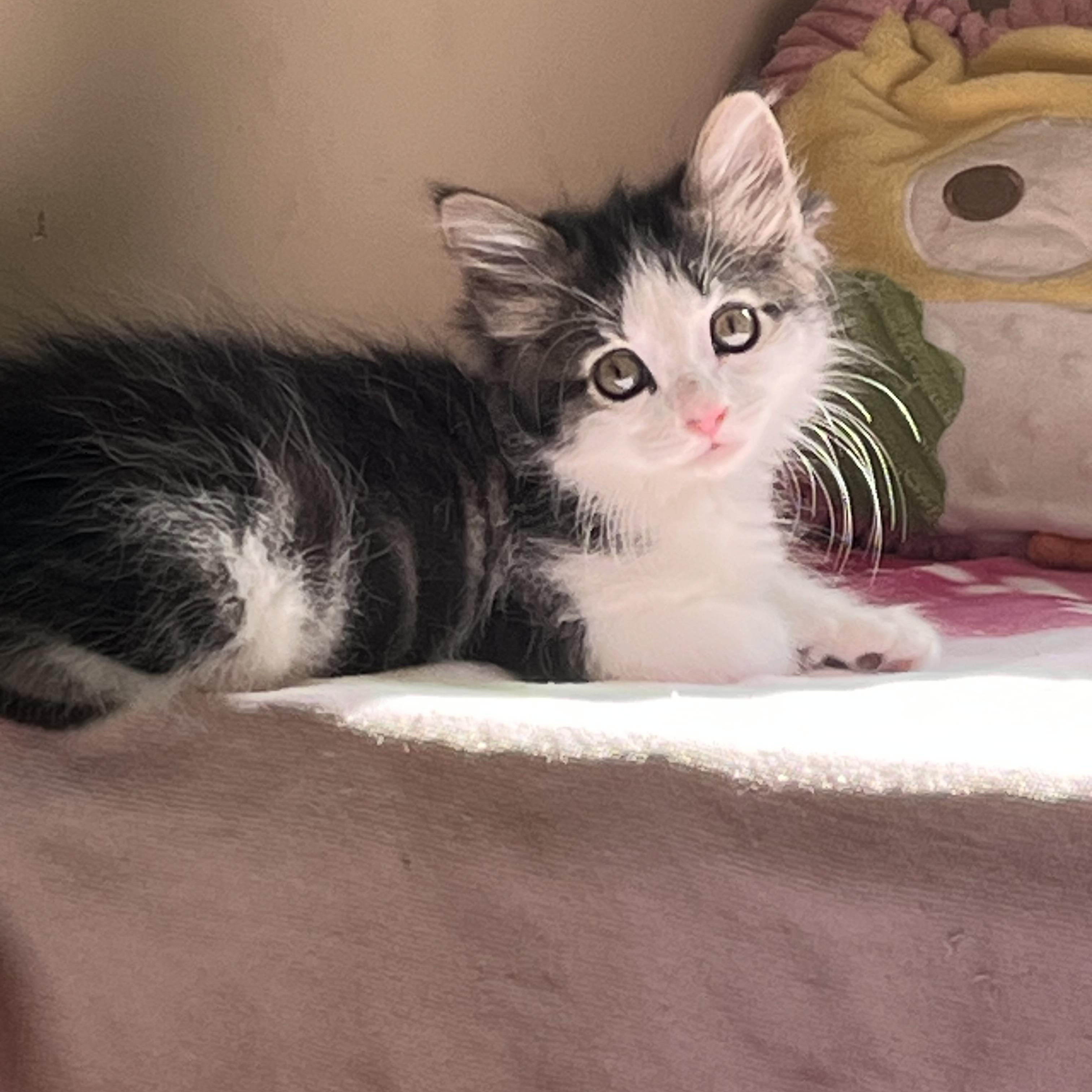 Cats for Adoption Near 30097, GA | Petfinder