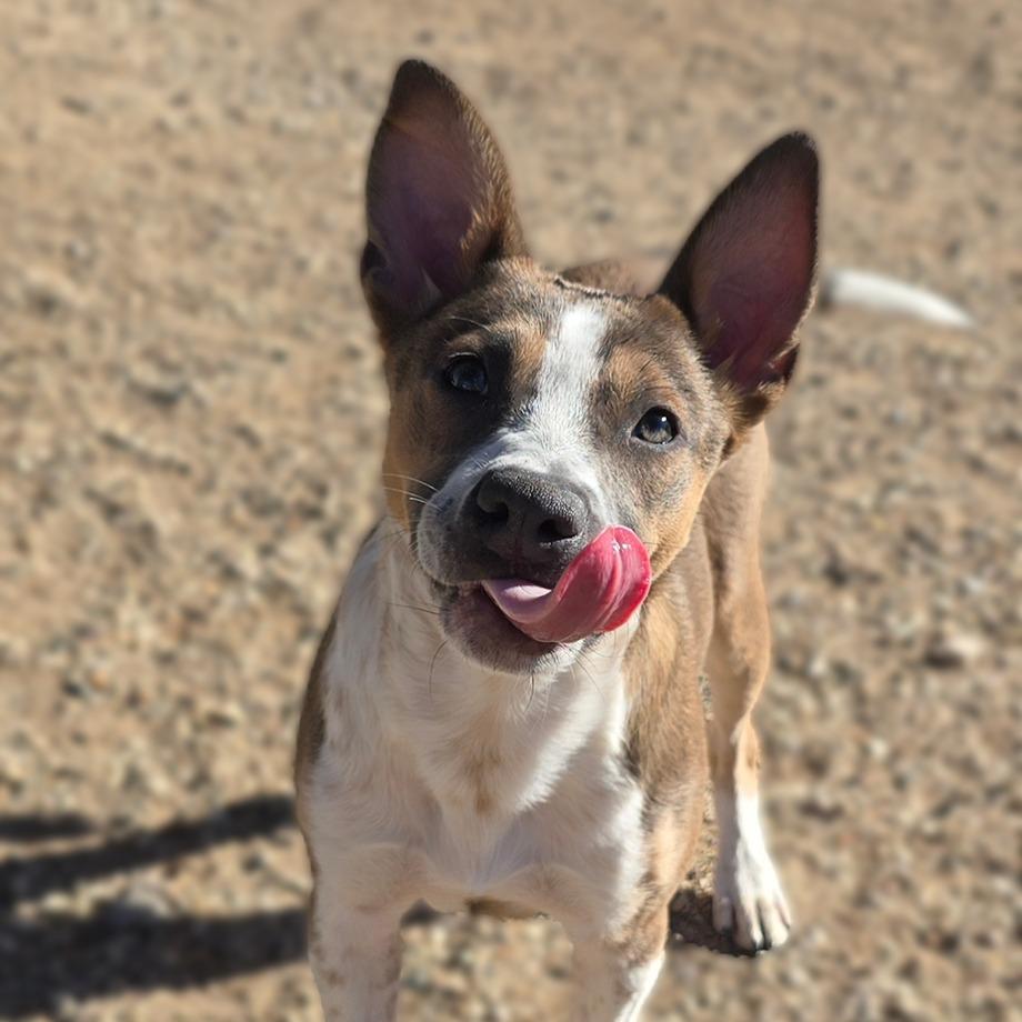 Hope, Adoptable, Puppy Female Cattle Dog.