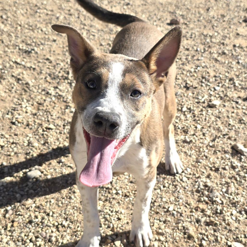 Enlarge Hope, a Adoptable mixed breed in Wickenburg, AZ image 2/5