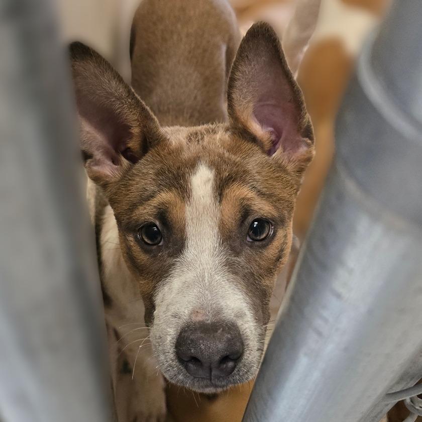 Enlarge Hope, a Adoptable mixed breed in Wickenburg, AZ image 3/5