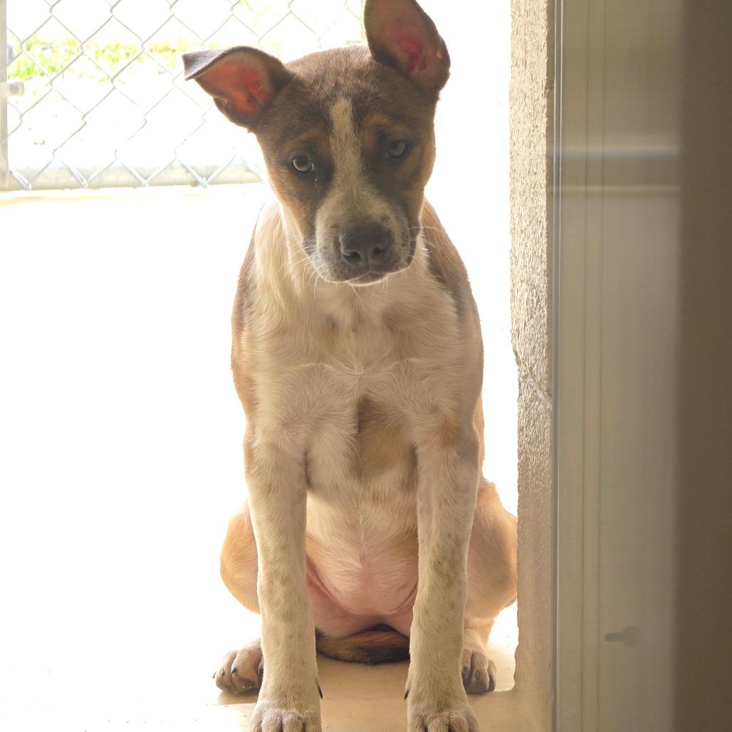 Enlarge Hope, a Adoptable mixed breed in Wickenburg, AZ image 5/5