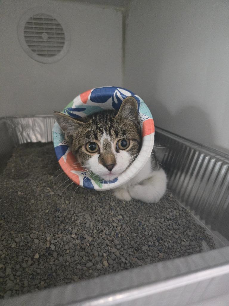 Spirit Halloween, Adoptable, Young Female Domestic Short Hair.