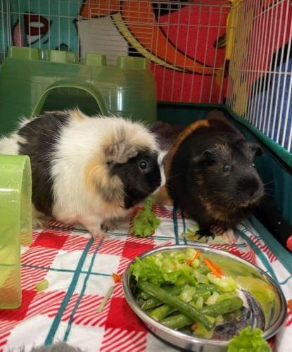 Hoot & Nanny (Bonded Pair), Adoptable, Young Female Guinea Pig.