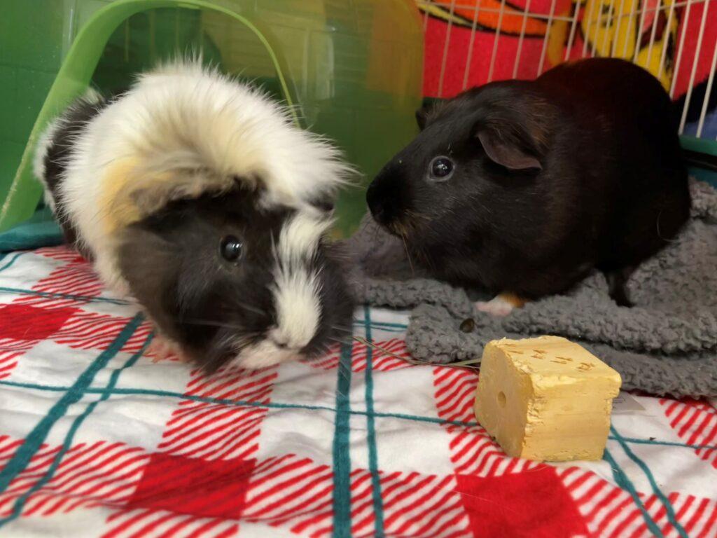 Hoot & Nanny (Bonded Pair), a Adoptable mixed breed in Encinitas, CA image 2/2