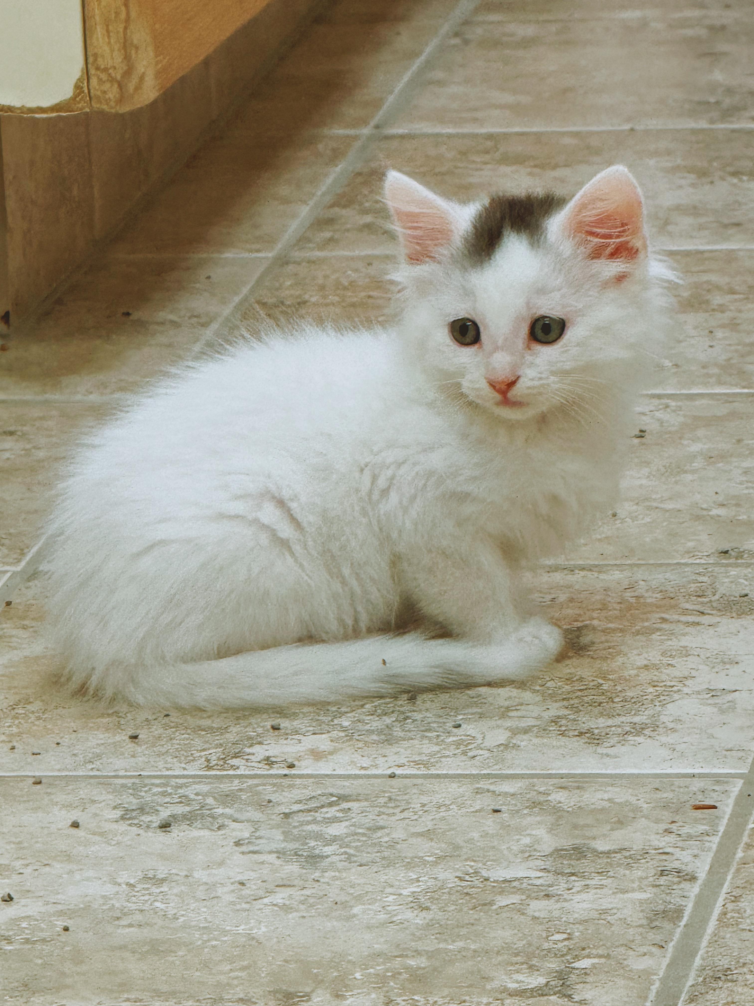 Sansho, an adoptable mixed breed in Hays, KS image 2/6