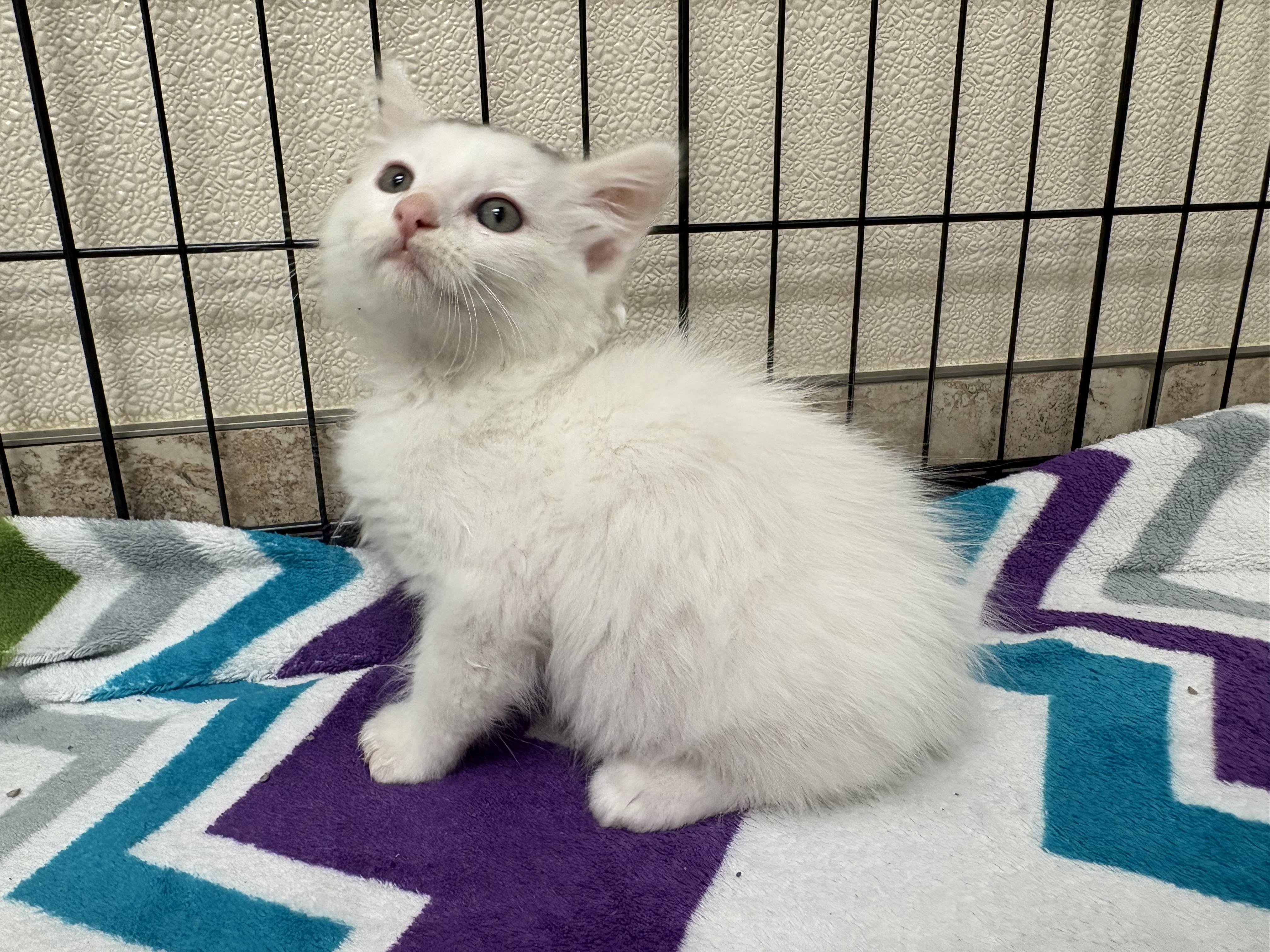 Sansho, an adoptable mixed breed in Hays, KS image 3/6