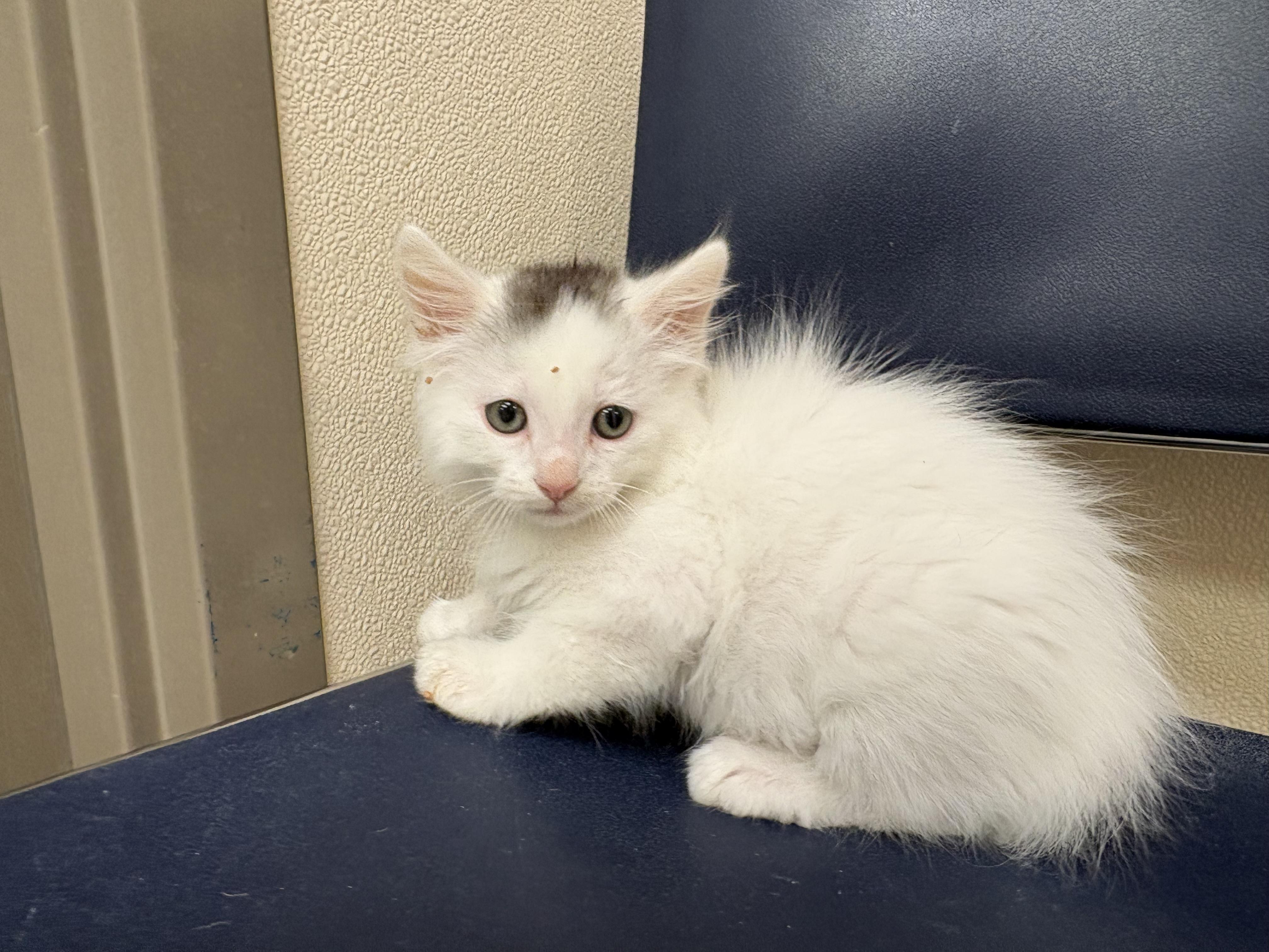 Sansho, an adoptable mixed breed in Hays, KS image 6/6