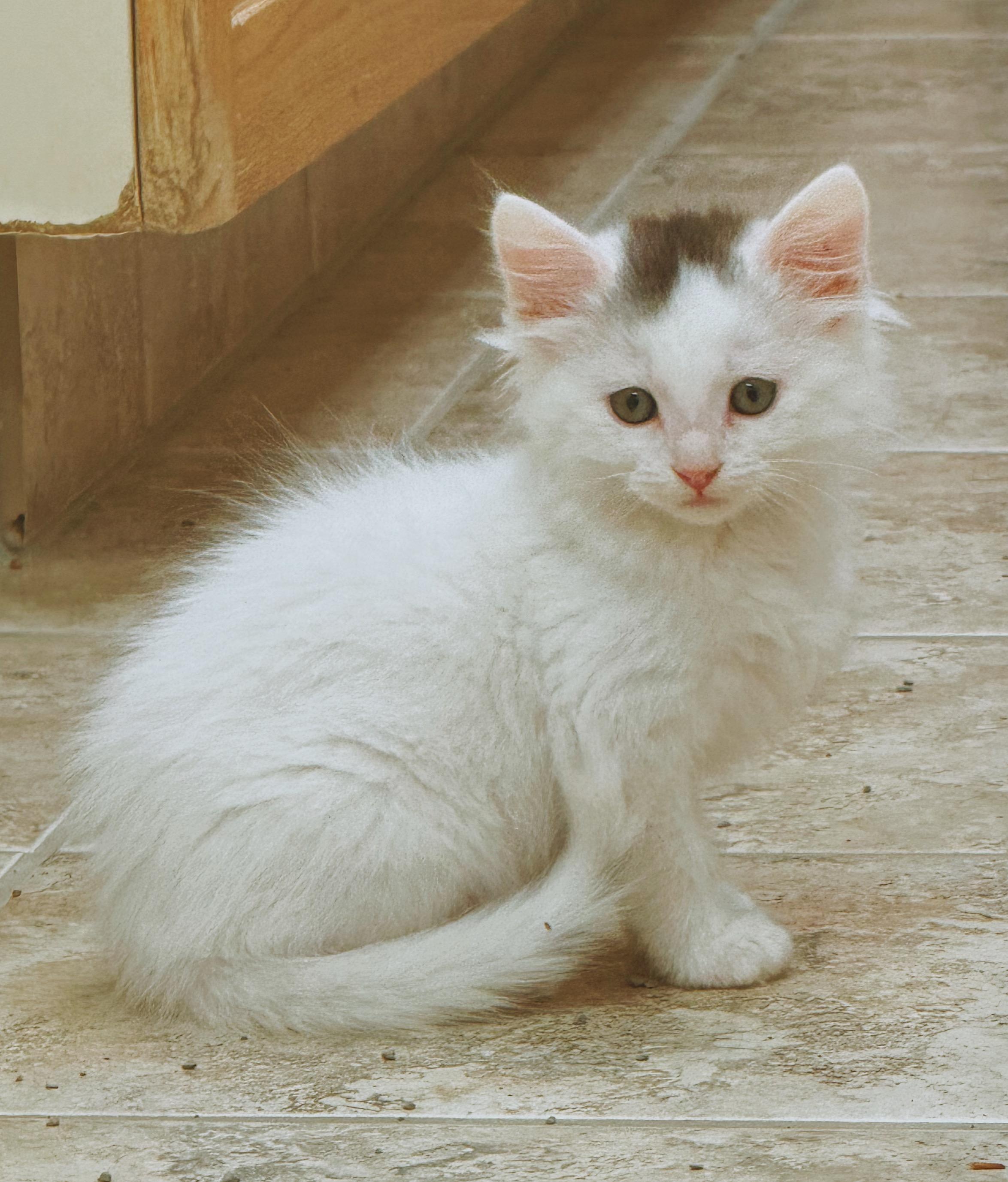 Sansho, adoptable, Young Male Domestic Long Hair.