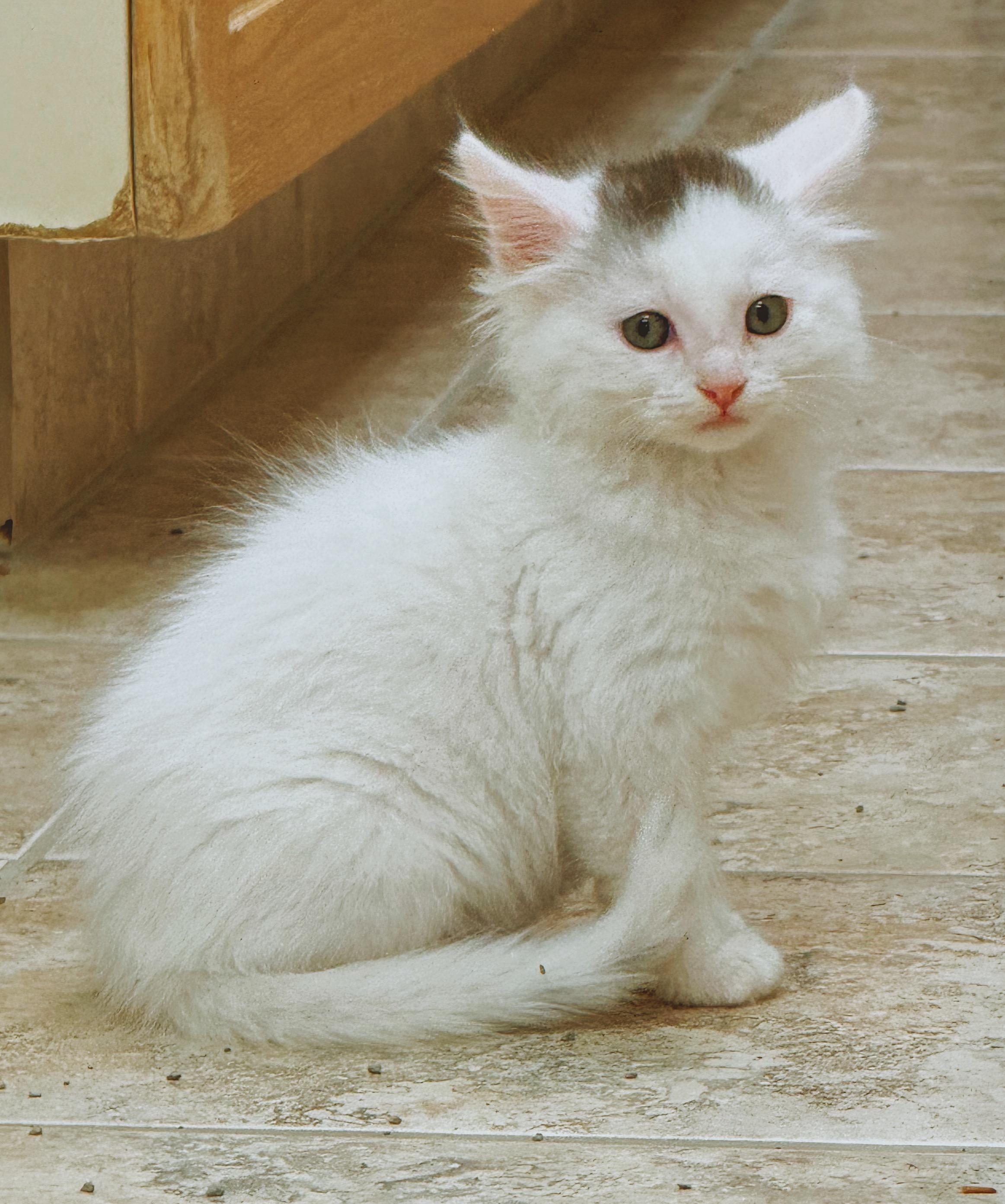 Sansho, an adoptable mixed breed in Hays, KS image 4/6