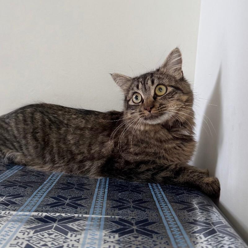 Zeva, Adoptable, Adult Female Domestic Long Hair.