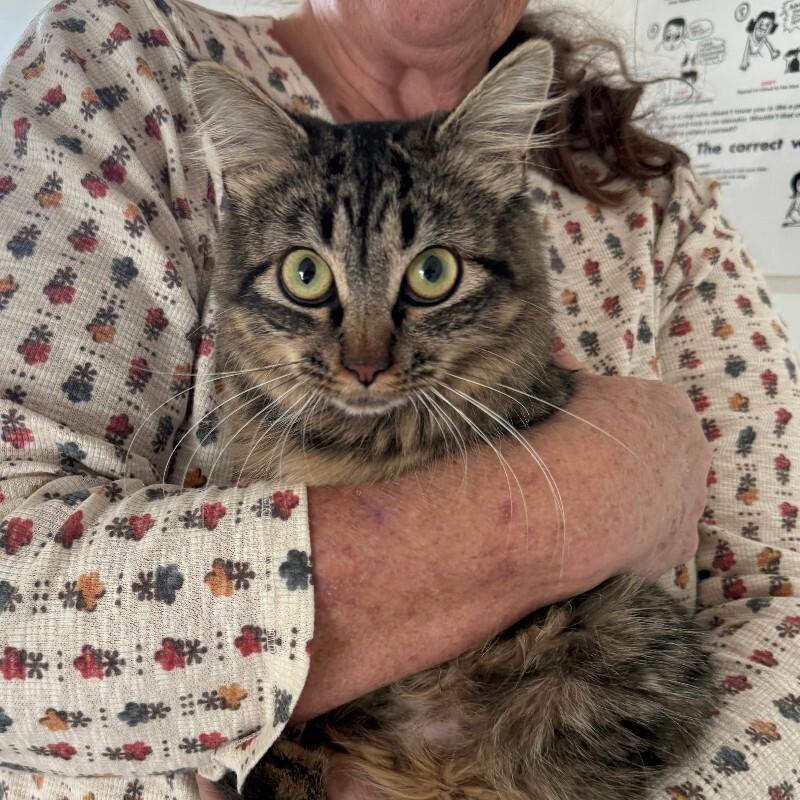 Enlarge Zeva, a Adoptable Domestic Long Hair in Fort Collins, CO image 2/2