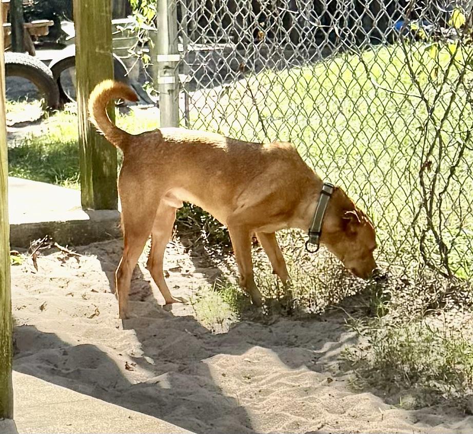 Enlarge DINGO!!!!! Fun, active, loves everyone, sweet!!!!, a Adoptable mixed breed in Cantonment, FL image 5/6