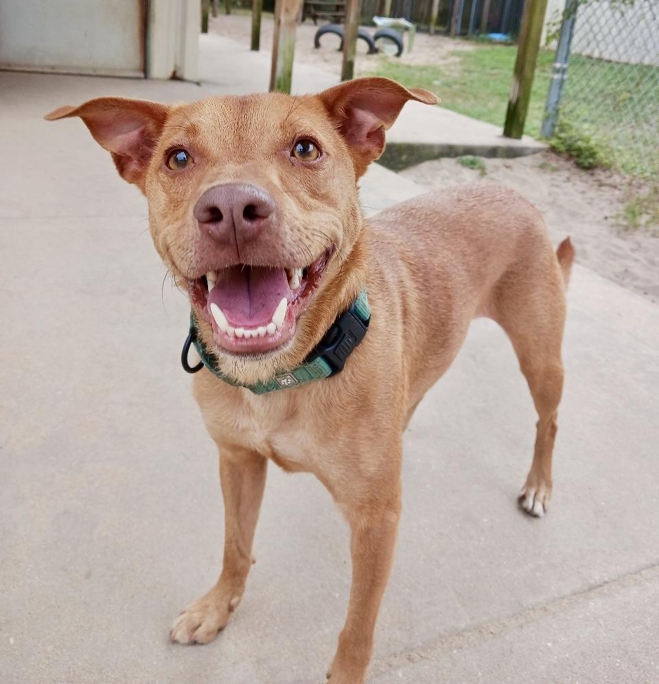 Enlarge DINGO!!!!! Fun, active, loves everyone, sweet!!!!, a Adoptable mixed breed in Cantonment, FL image 2/6