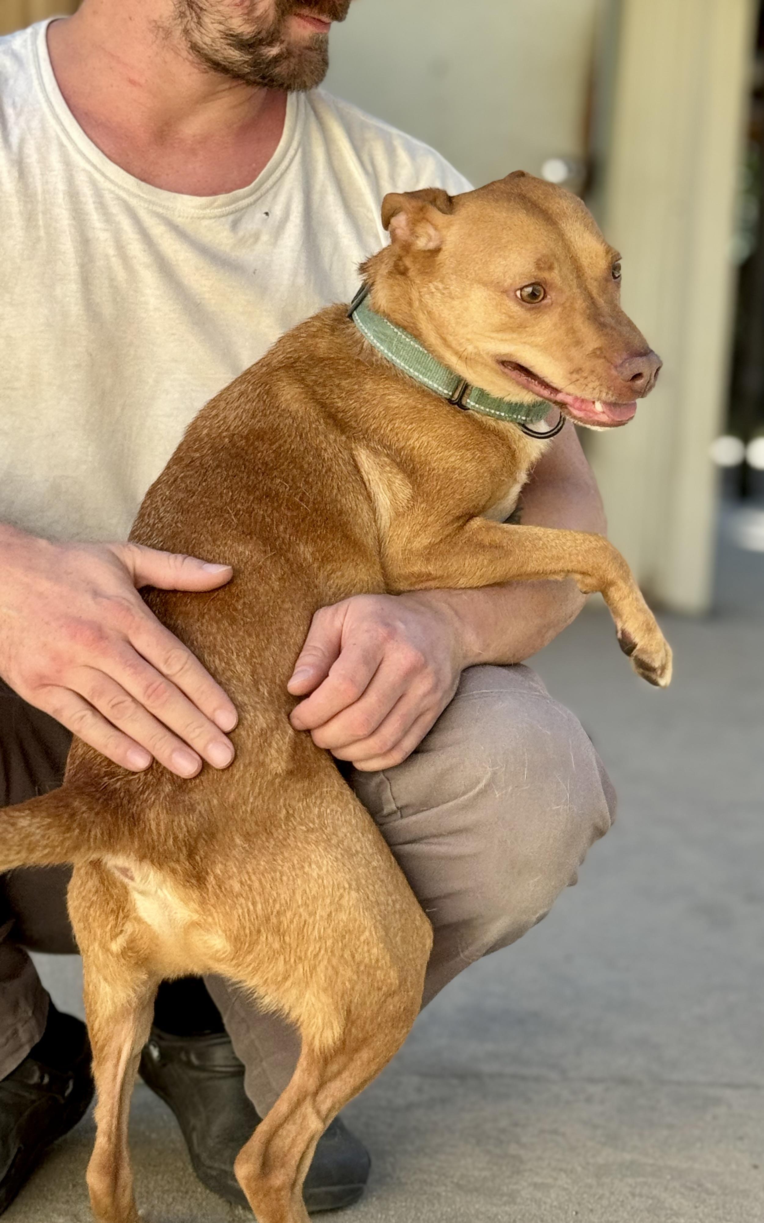 Enlarge DINGO!!!!! Fun, active, loves everyone, sweet!!!!, a Adoptable mixed breed in Cantonment, FL image 4/6