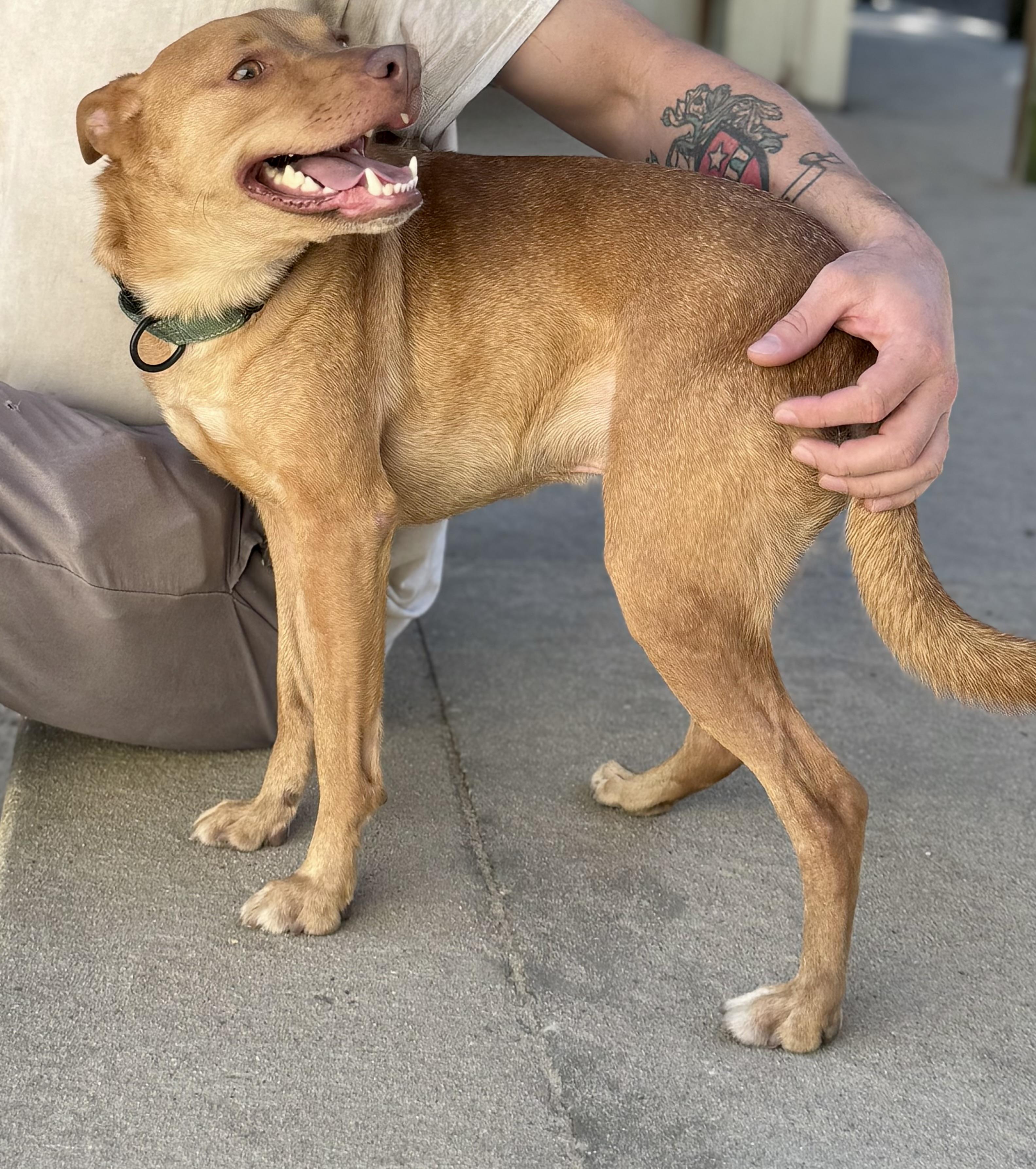 Enlarge DINGO!!!!! Fun, active, loves everyone, sweet!!!!, a Adoptable mixed breed in Cantonment, FL image 3/6