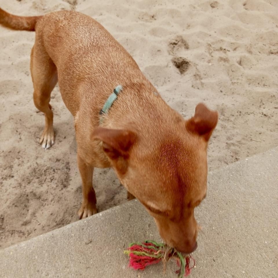 Enlarge DINGO!!!!! Fun, active, loves everyone, sweet!!!!, a Adoptable mixed breed in Cantonment, FL image 6/6